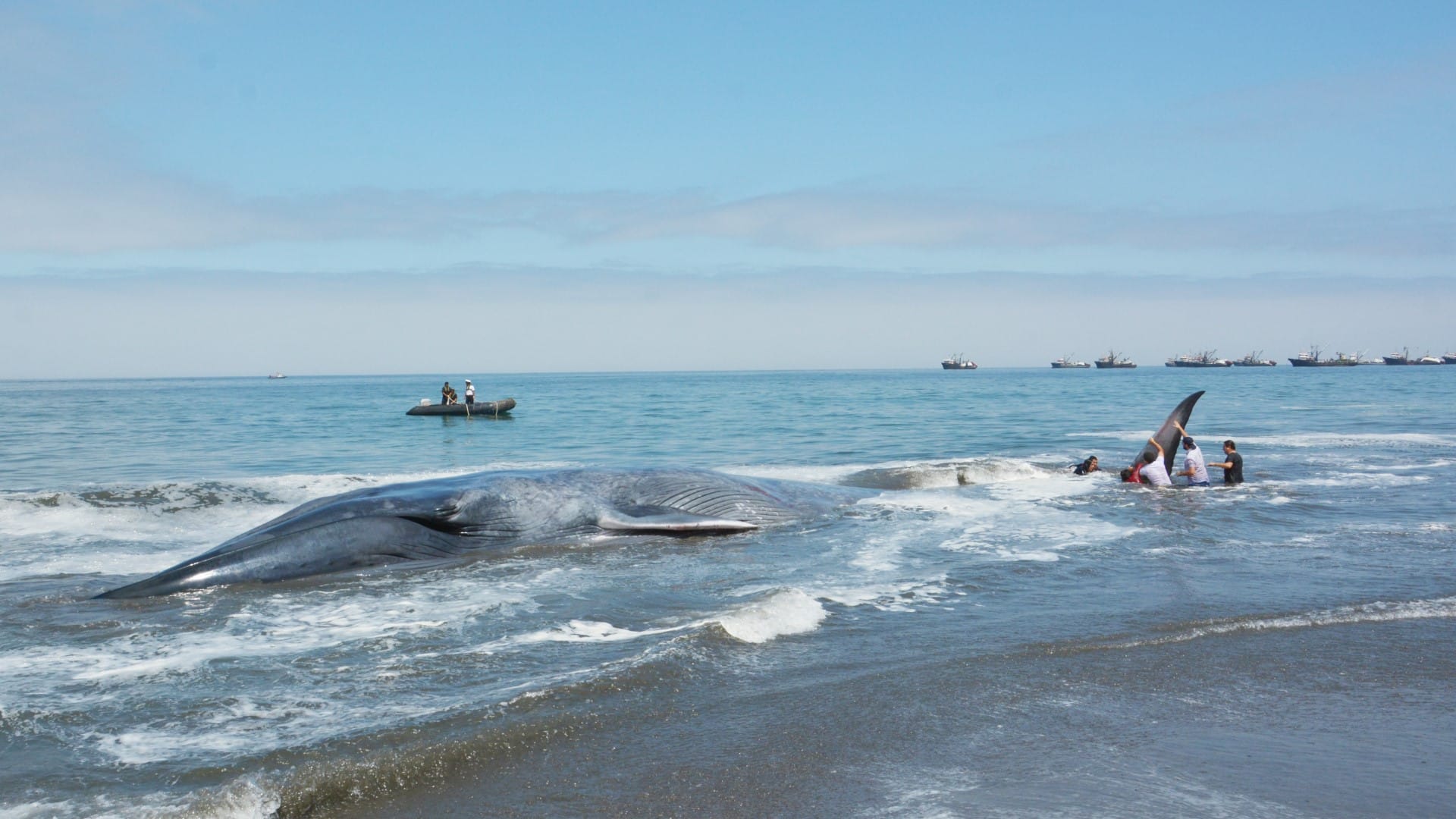 Enorme ballena jorobada varó en la playa Pudá de Tomé