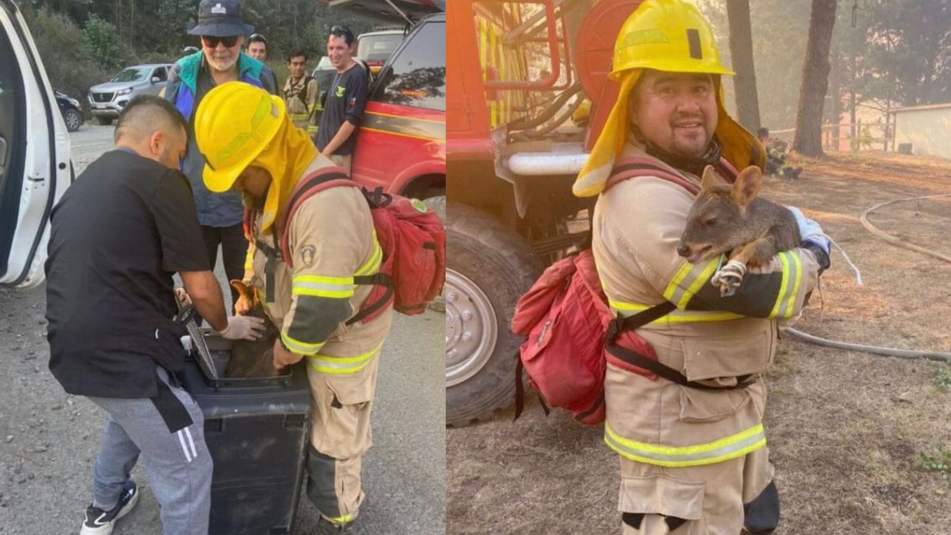 Bomberos de Concepción rescataron a pudú en medio de incendio