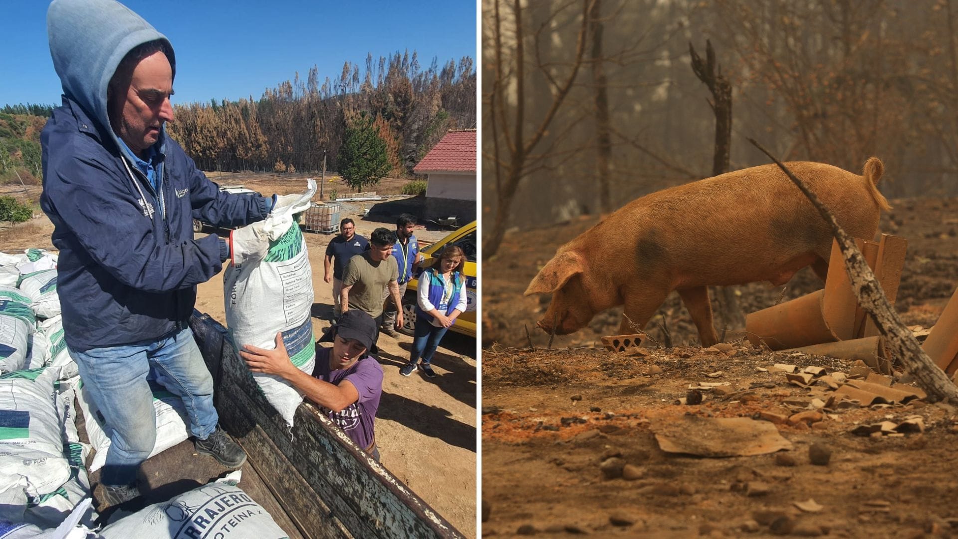 Municipio de Concepción entregó ayuda en alimento para animales a familias de sector rural