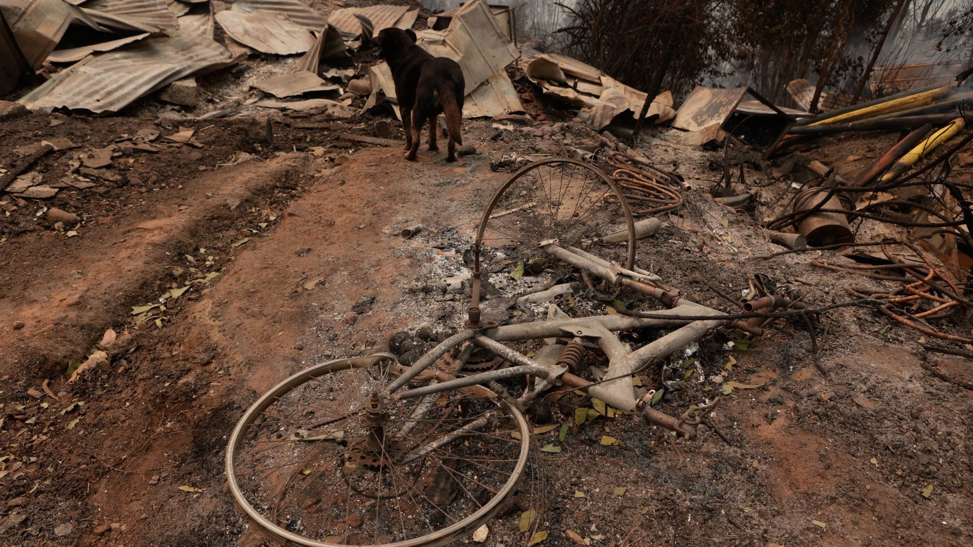 Revisa los centros de acopio para ir en ayuda de los afectados por incendios forestales en el Biobío