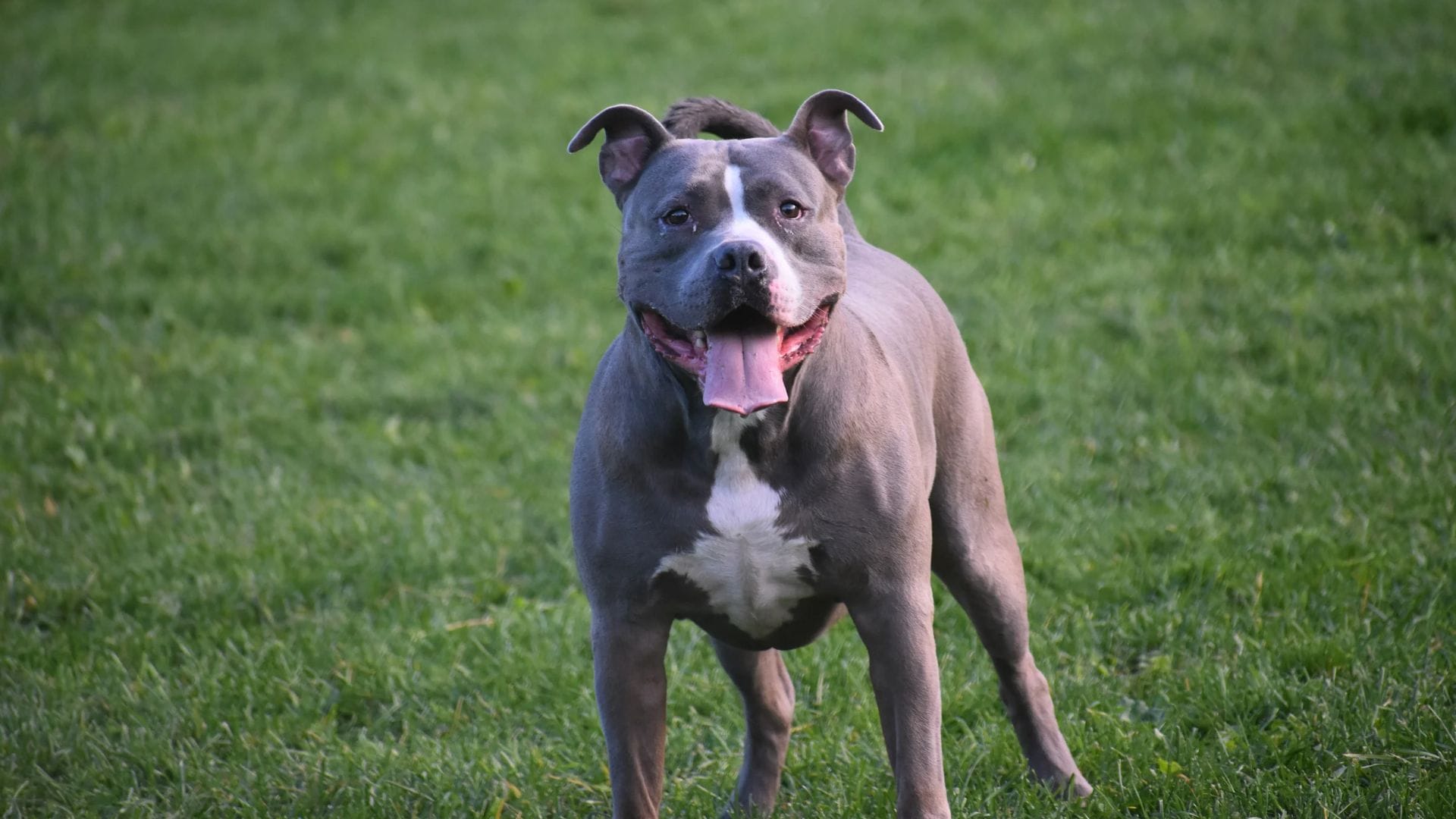 Mujer muere atacada por un perro pitbull: Estaba abandonado y lo había adoptado hace unos días