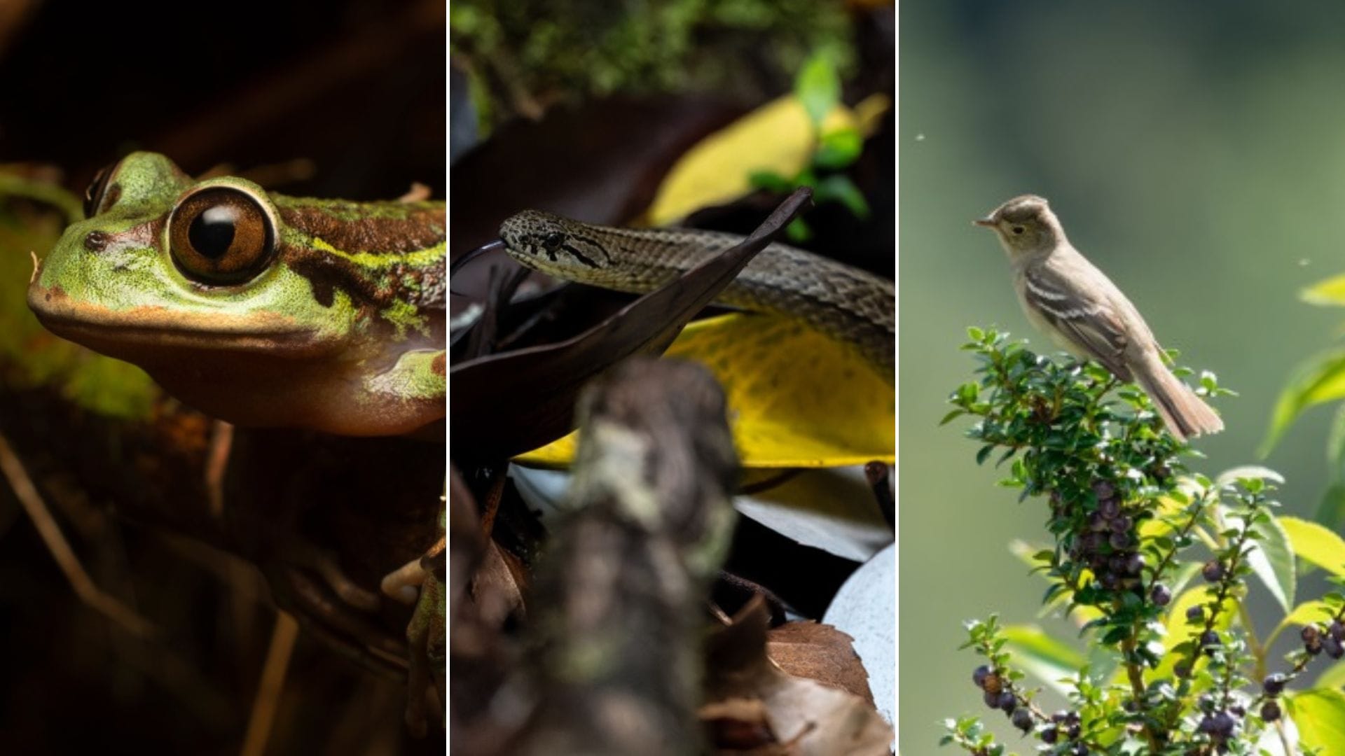 13 nuevas especies nativas son identificadas en Los Lagos gracias a pionero monitoreo con ADN
