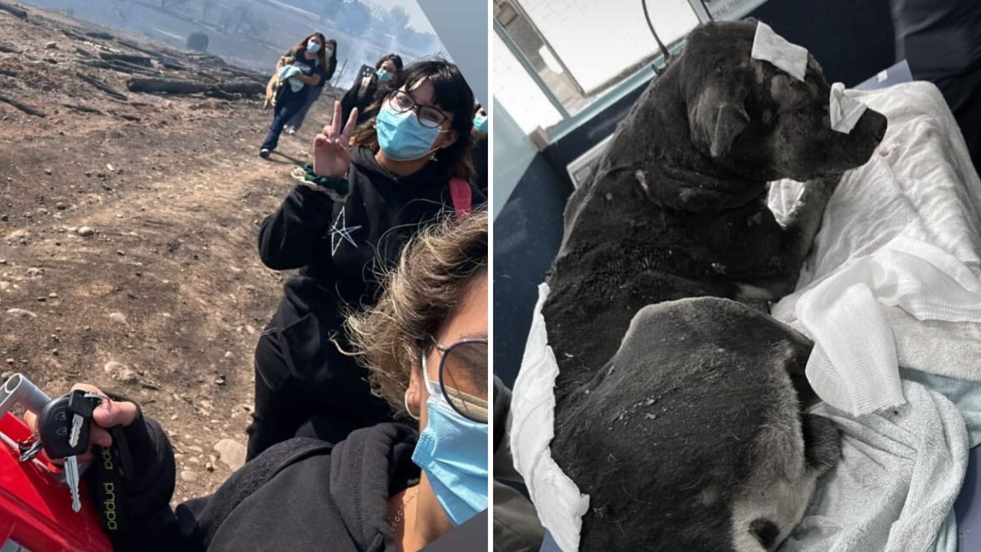 Animalistas atravesaron incendio forestal para rescatar perritos: SAG entrega recomendaciones