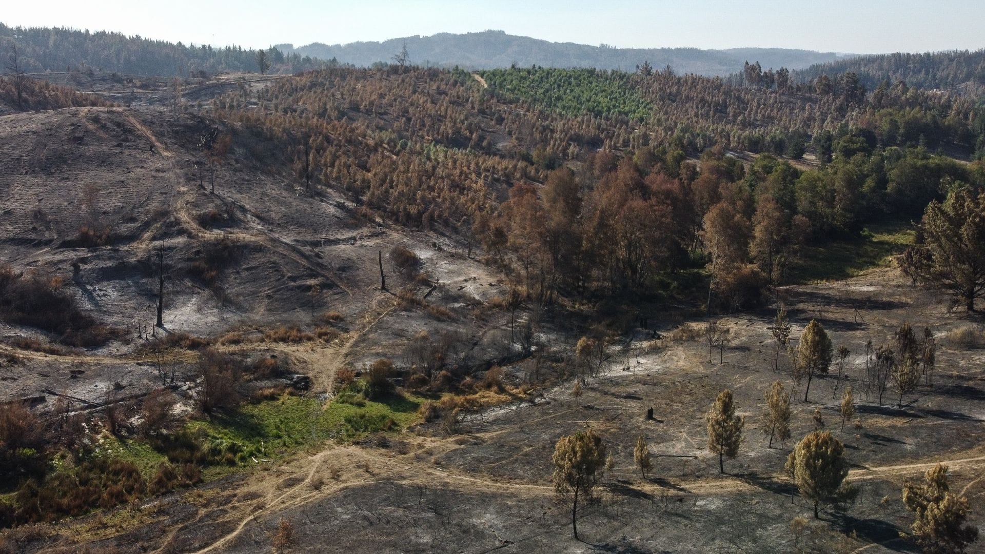El detalle de las 10 querellas presentadas por los incendios forestales en la Región del Biobío