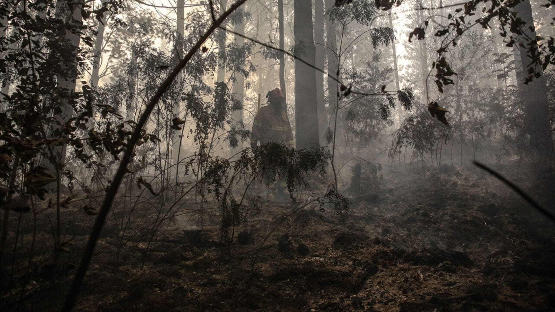 Fiscalía del Biobío llama a aportar antecedentes vinculados a incendios: Buscan determinar las causas