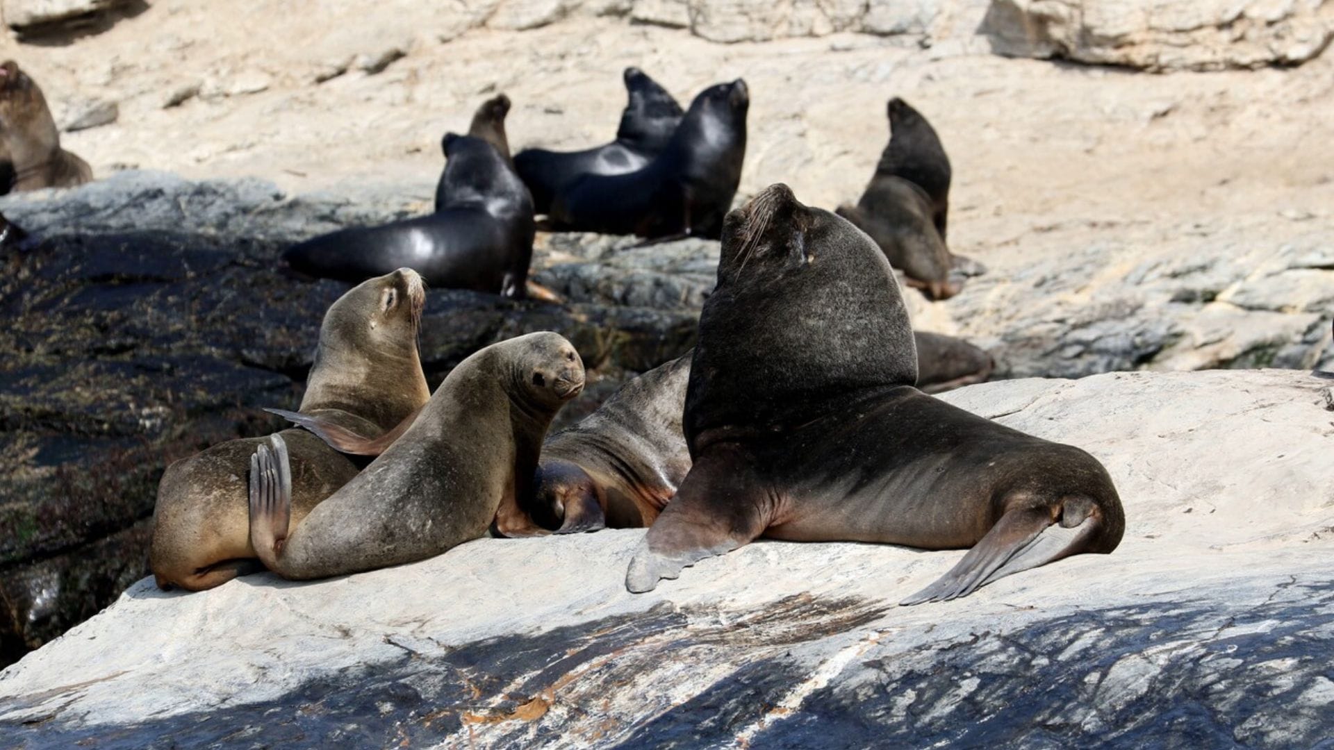 Detectan el primer caso de gripe aviar en un lobo marino en Chile