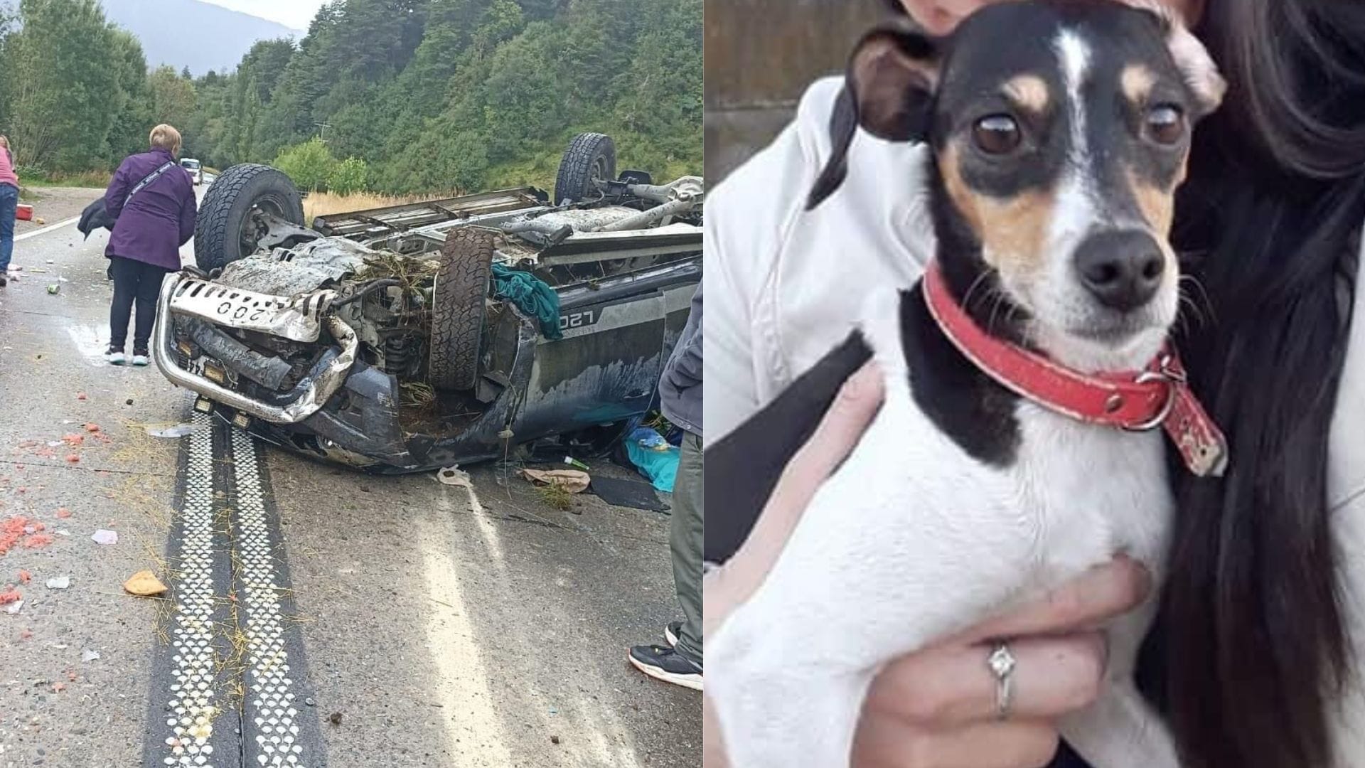 Familia de Los Ángeles se accidentó en Puerto Aysén y su perrita huyó: Emotivo reencuentro tras un día perdida