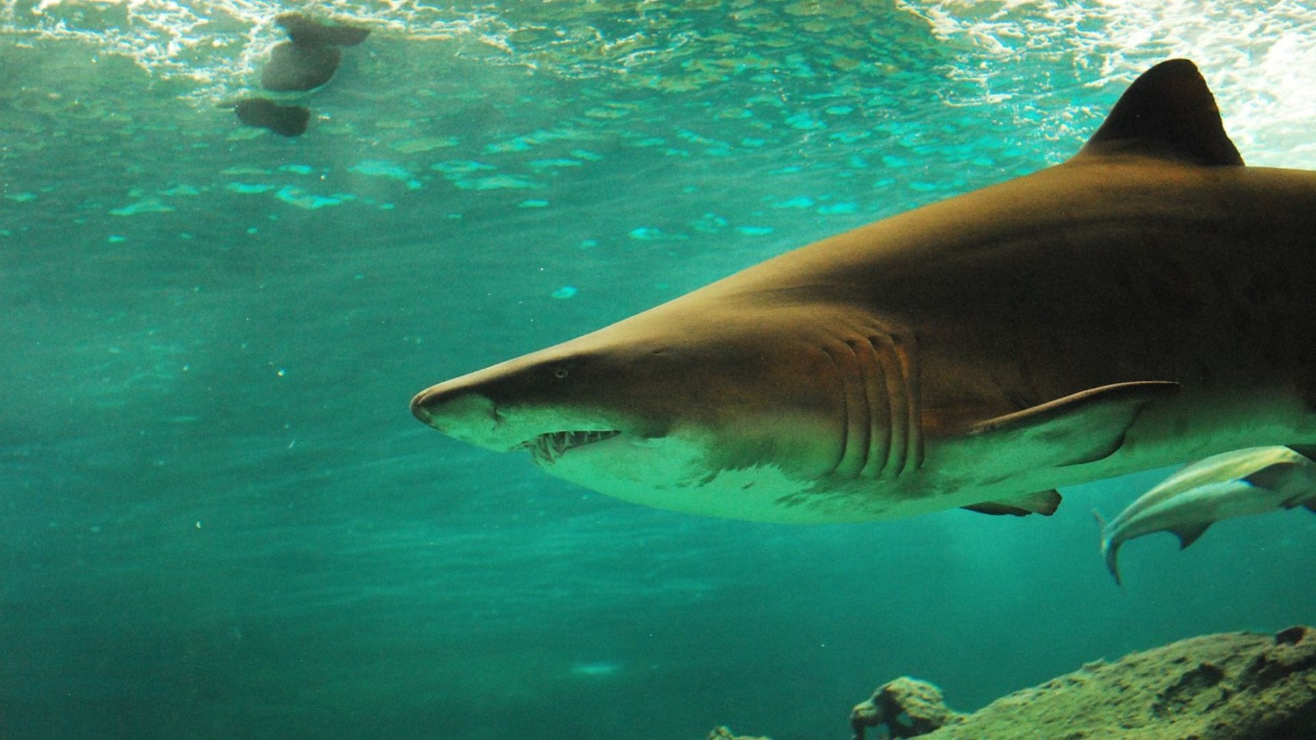Practicaba surf: Hombre fue mordido en la cara por un tiburón en la costa de Florida en EE.UU