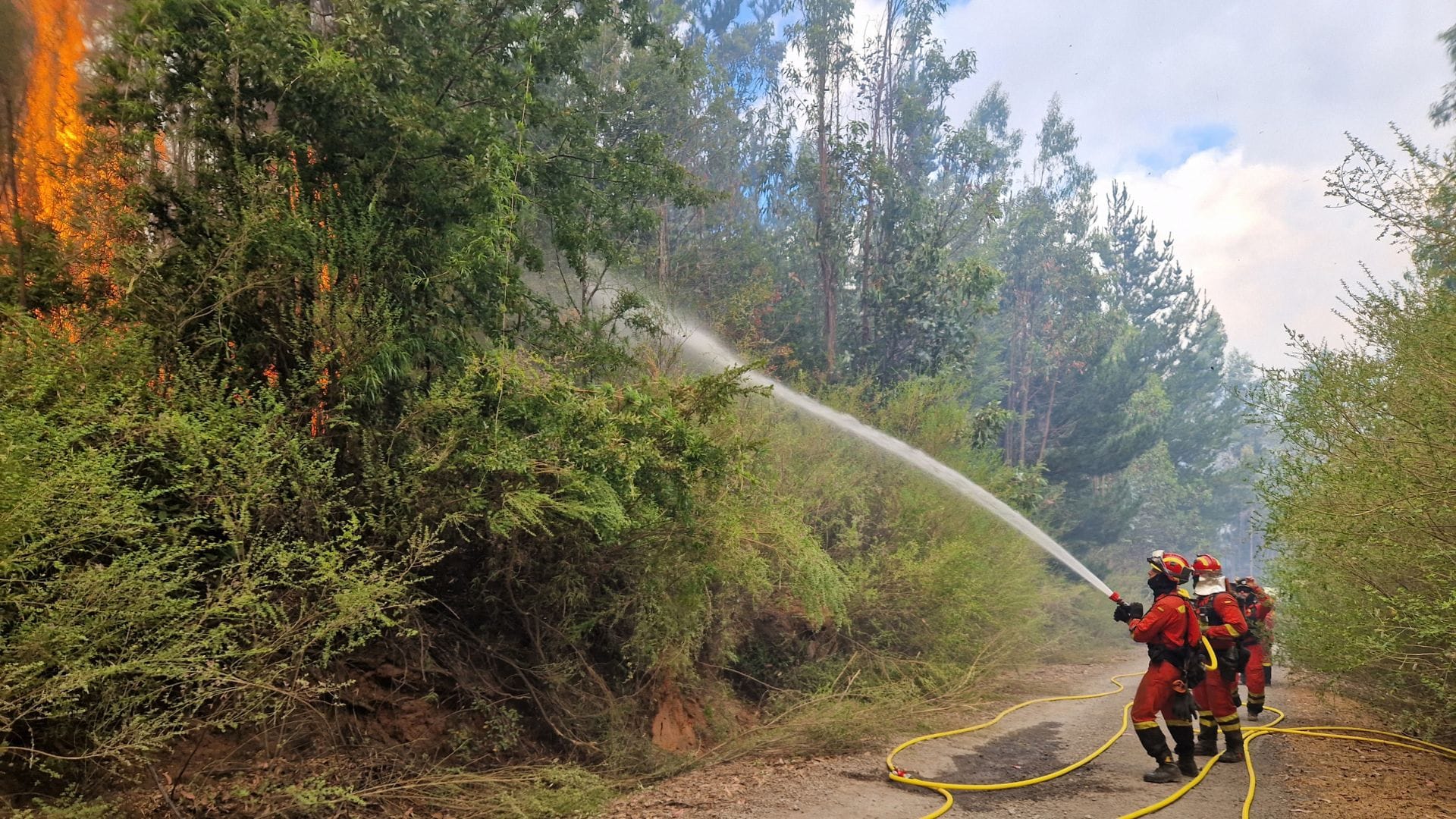 Parque Nacional Nonguén tiene ocho hectáreas incendiadas y analizan su reapertura