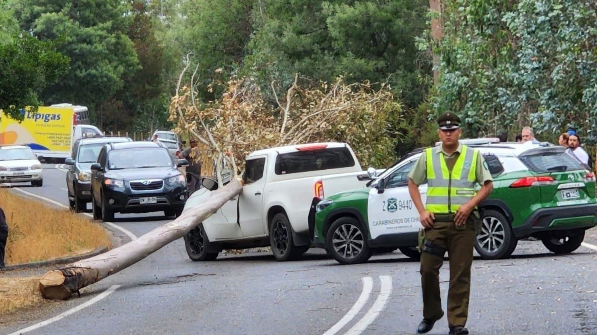 Exdirector de Conaf murió tras caer árbol sobre su camioneta: Hay un detenido