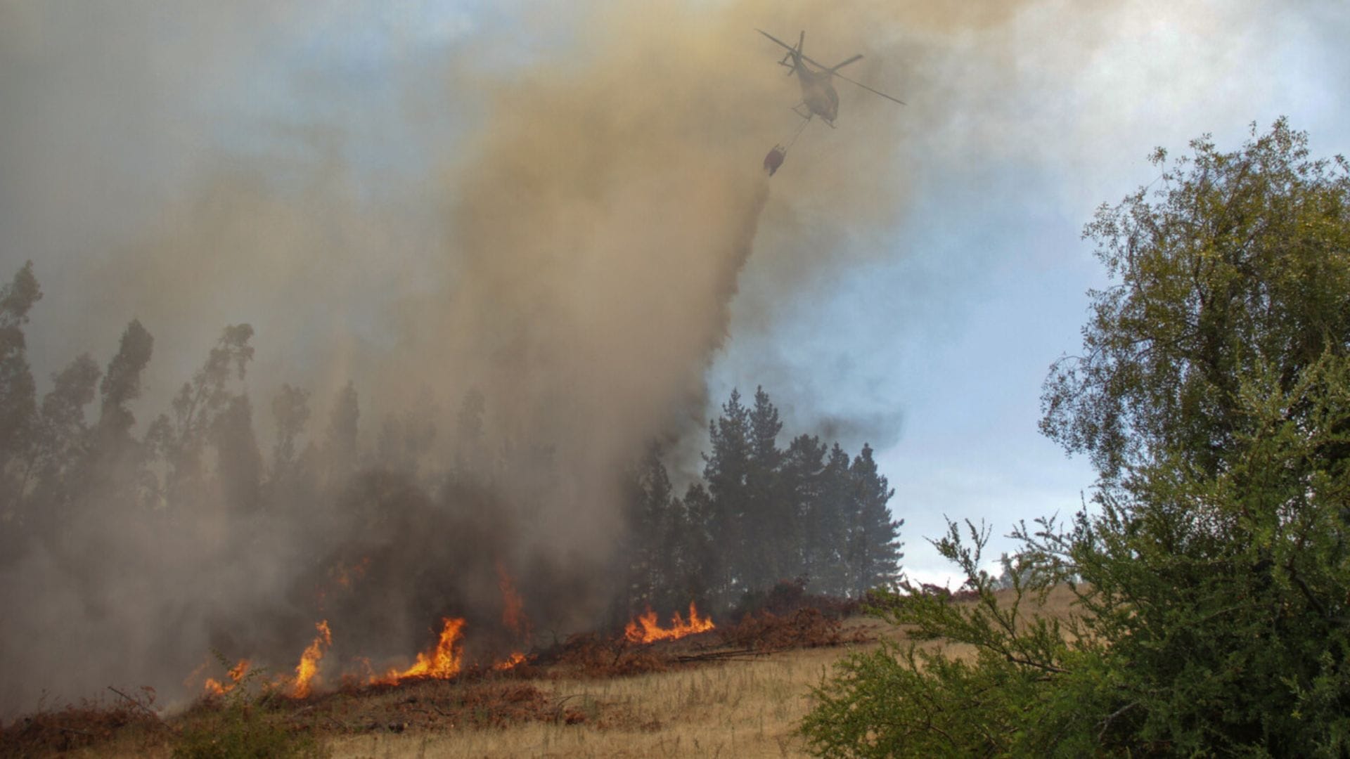 Cadem: 68% piensa que el Gobierno no tomó decisiones de forma oportuna para enfrentar incendios