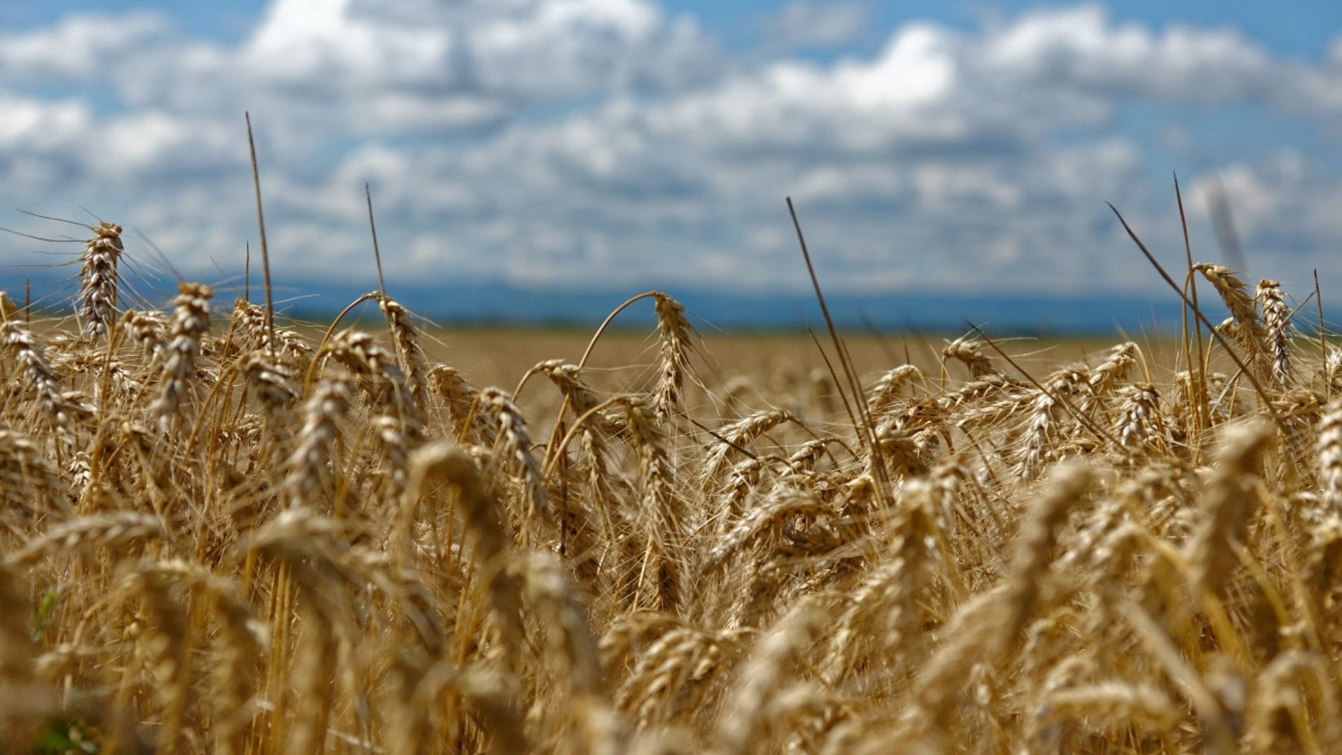 Molienda de trigo retrocedió 15,5% en el Biobío: Apuntan que se debe a que no se molió todo el producto en la zona