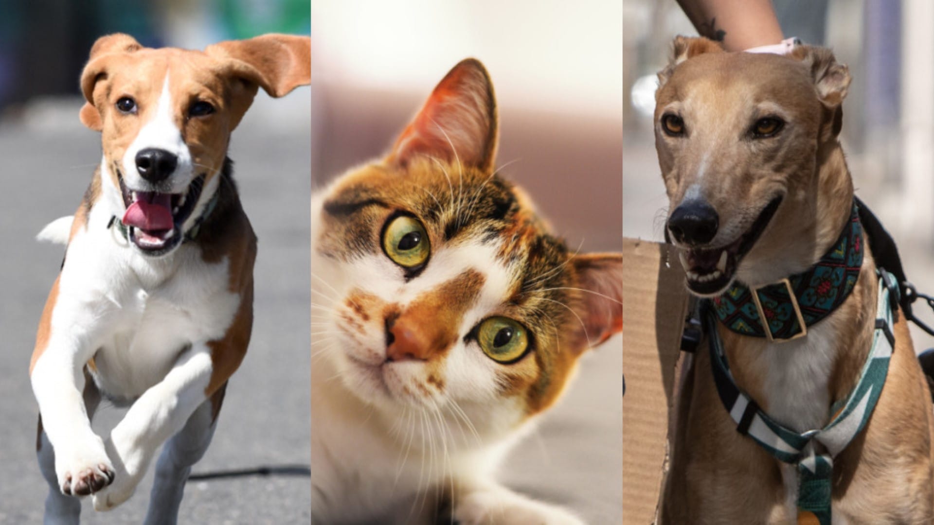 Perritos y ‘michis’ rescatados en Gran Concepción participarán en festival para hallar nueva familia