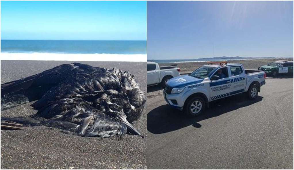 Cierran totalidad del borde costero de San Pedro de la Paz: Encuentran múltiples aves muertas