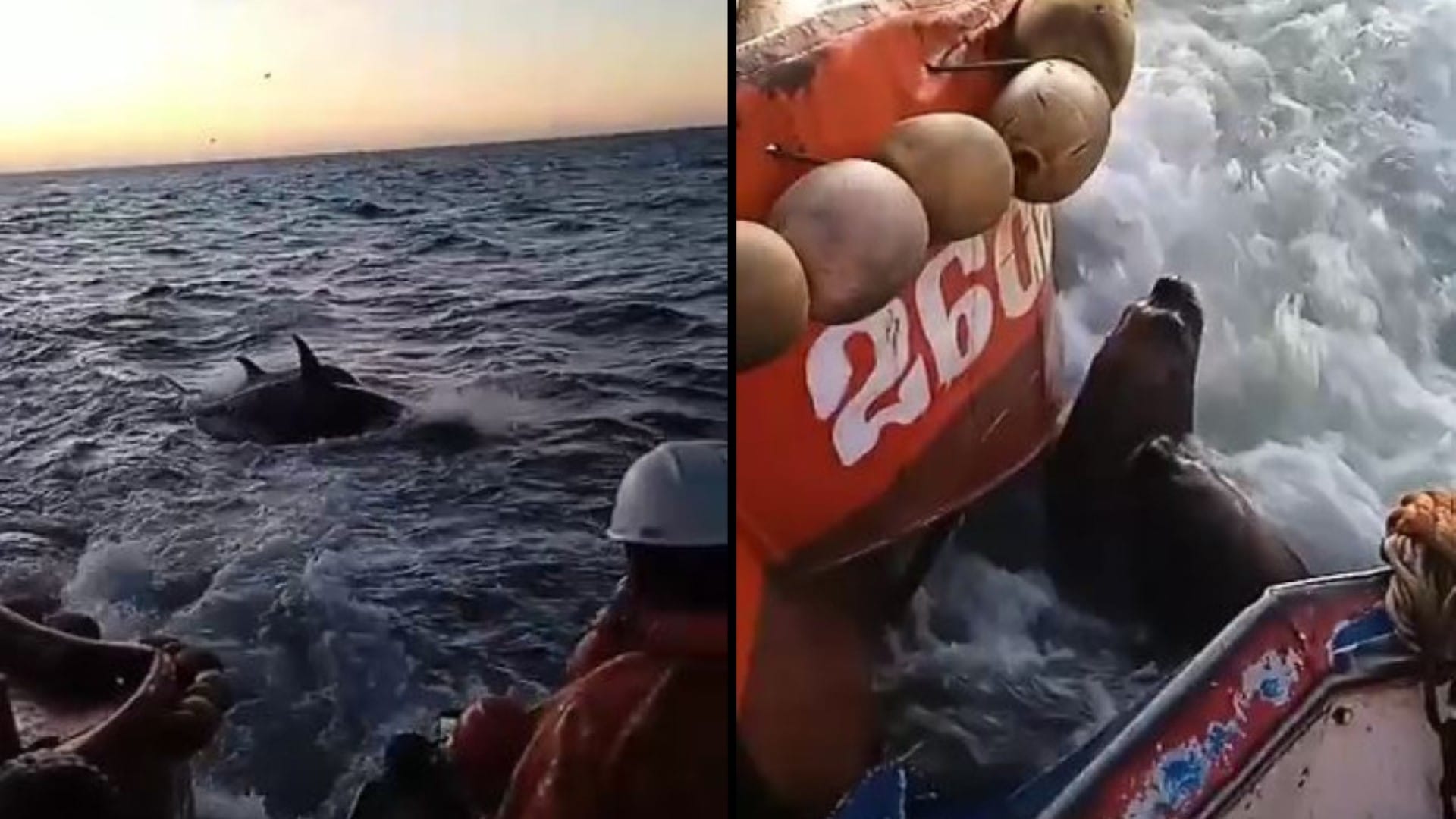 Pescadores captan ballenas cazando en Coronel: Lobos marinos “agarraron” el barco para escapar