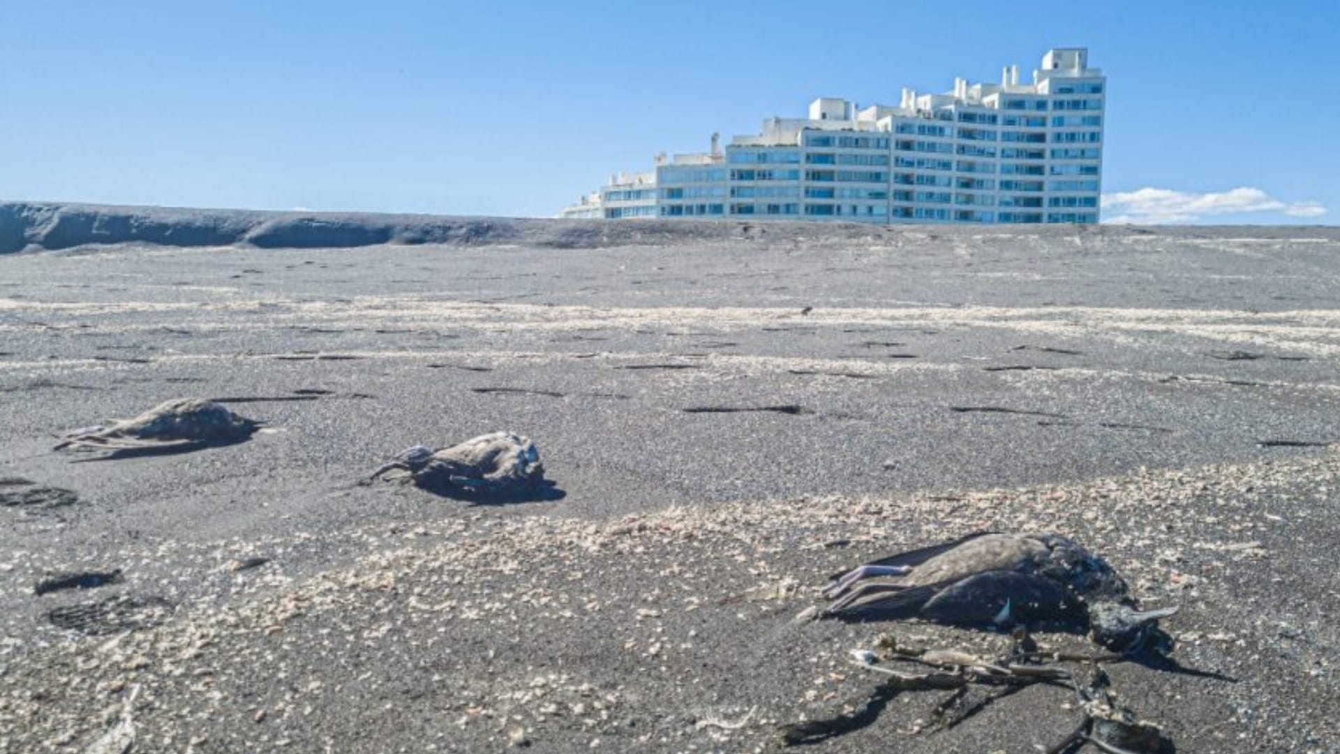 No fue gripe aviar: Detallan causa de mortandad de aves halladas en borde costero de San Pedro de la Paz