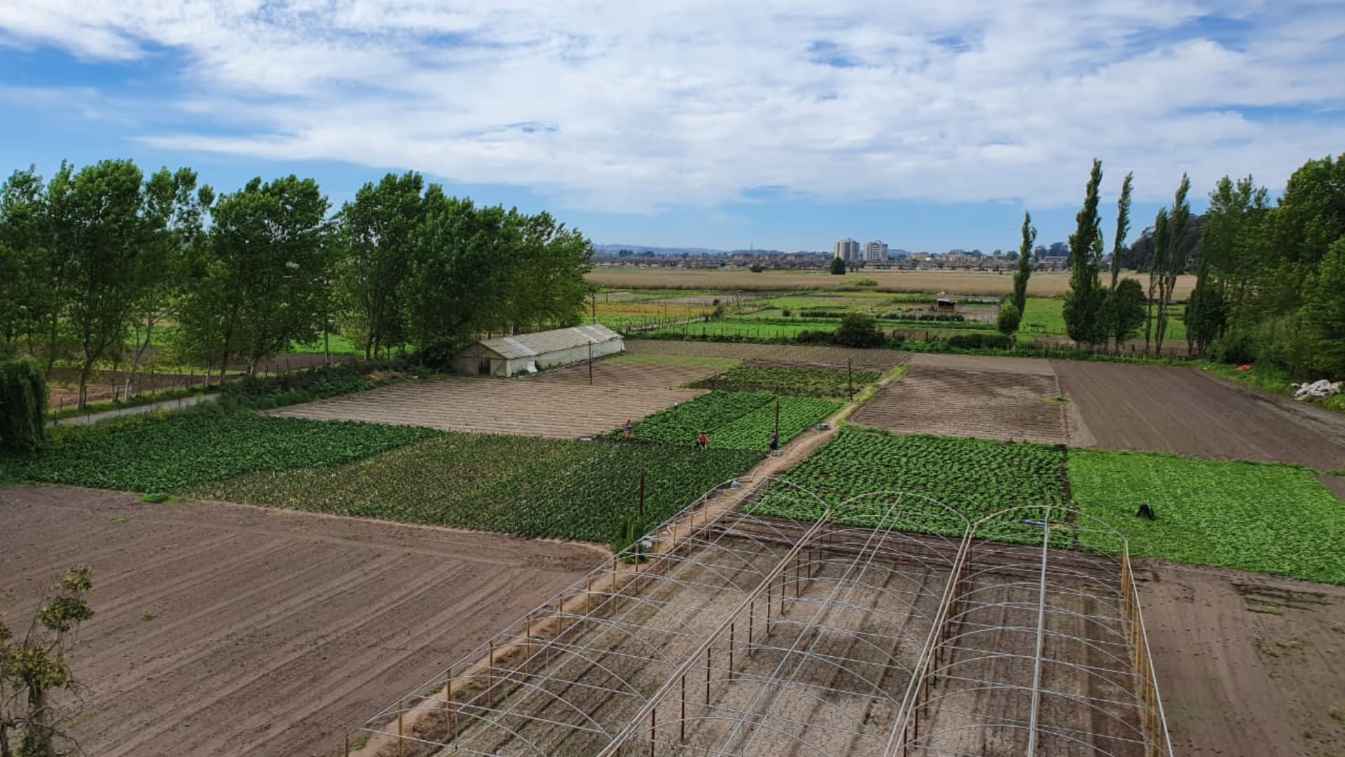 Gripe aviar remece al sector agrícola del Biobío: Los horticultores carecerán de abono natural