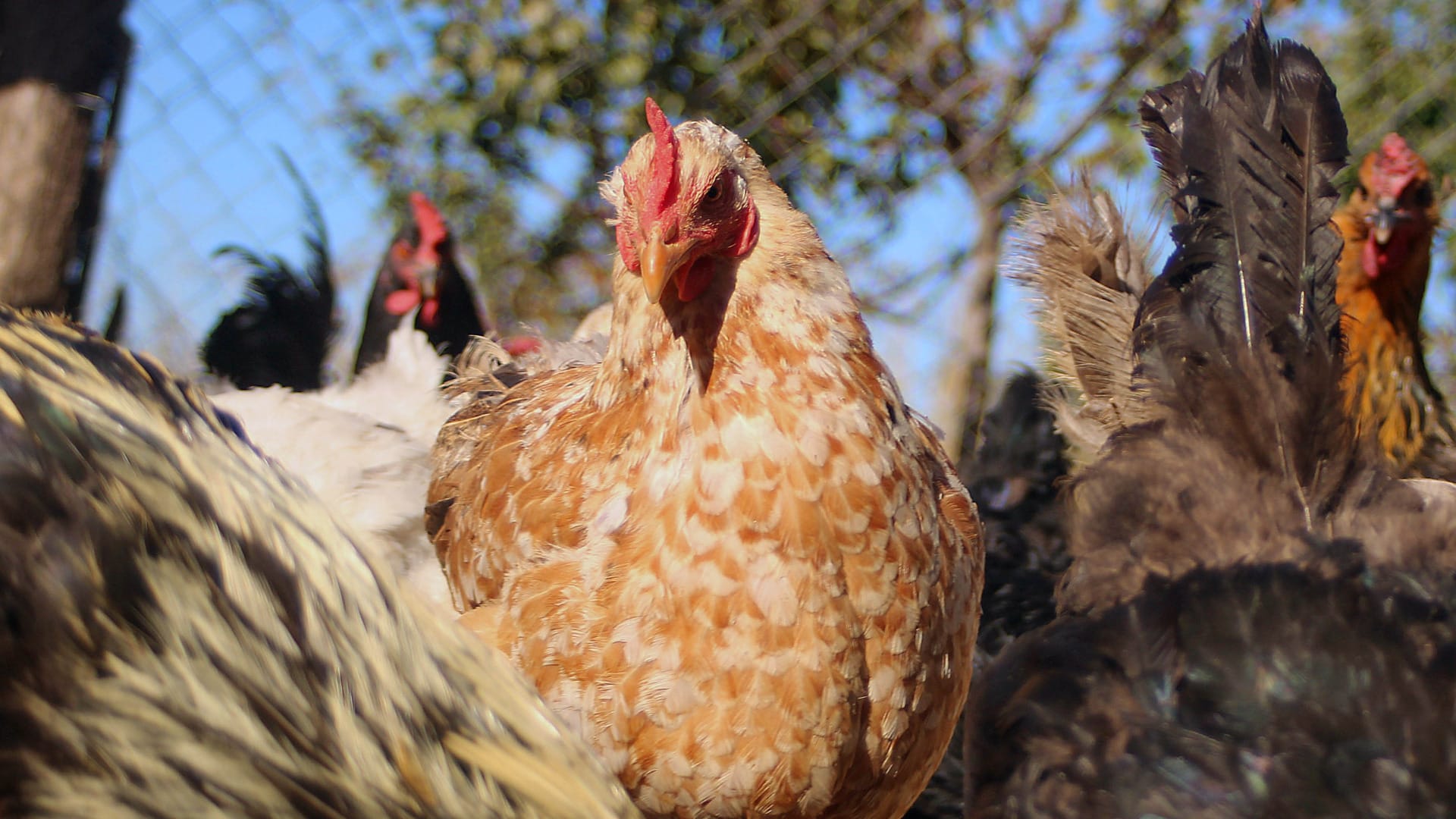 Primer caso de gripe aviar en planta industrial de Rancagua obliga a sacrificar miles de aves