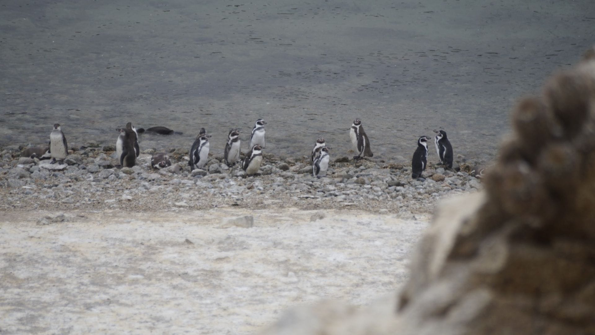 Sernapesca: Más de 700 animales marinos han muerto por Influenza Aviar en lo que va de 2023