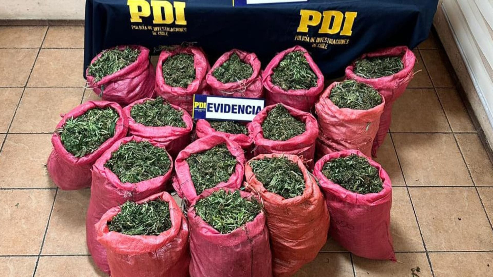 Con apoyo de helicóptero: Incautan 90 kilos de Cannabis Sativa en Los Vilos