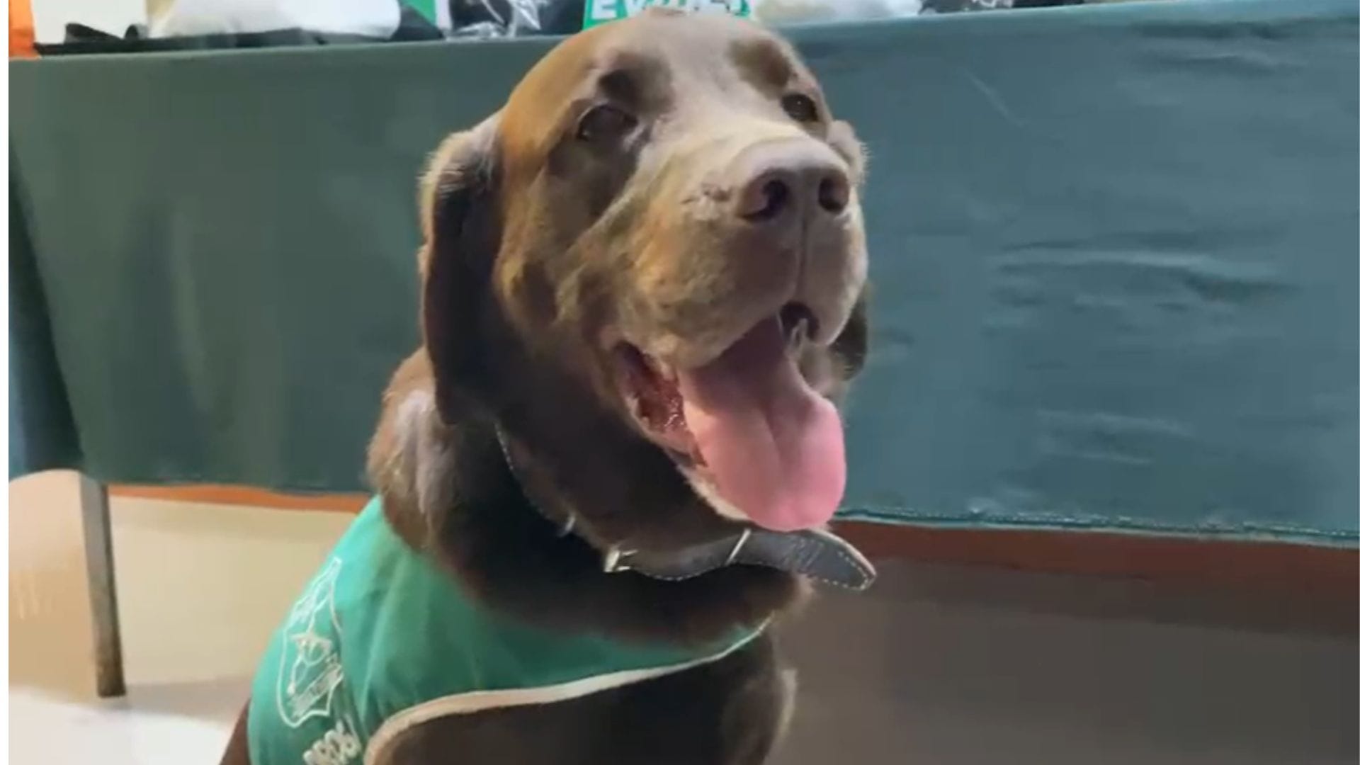 Perro policial sorprendió a hombre con seis kilos de marihuana en ruta de acceso a Concepción