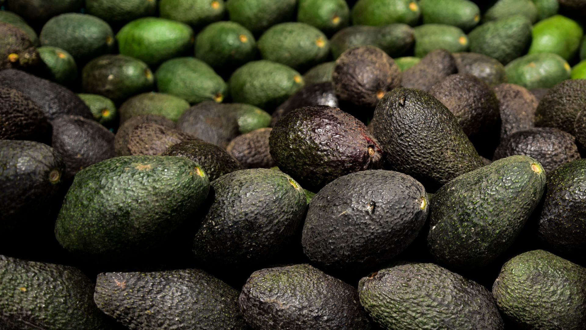 Ministerio de Agricultura: Estiman que el kilo de palta subiría luca por semana durante marzo