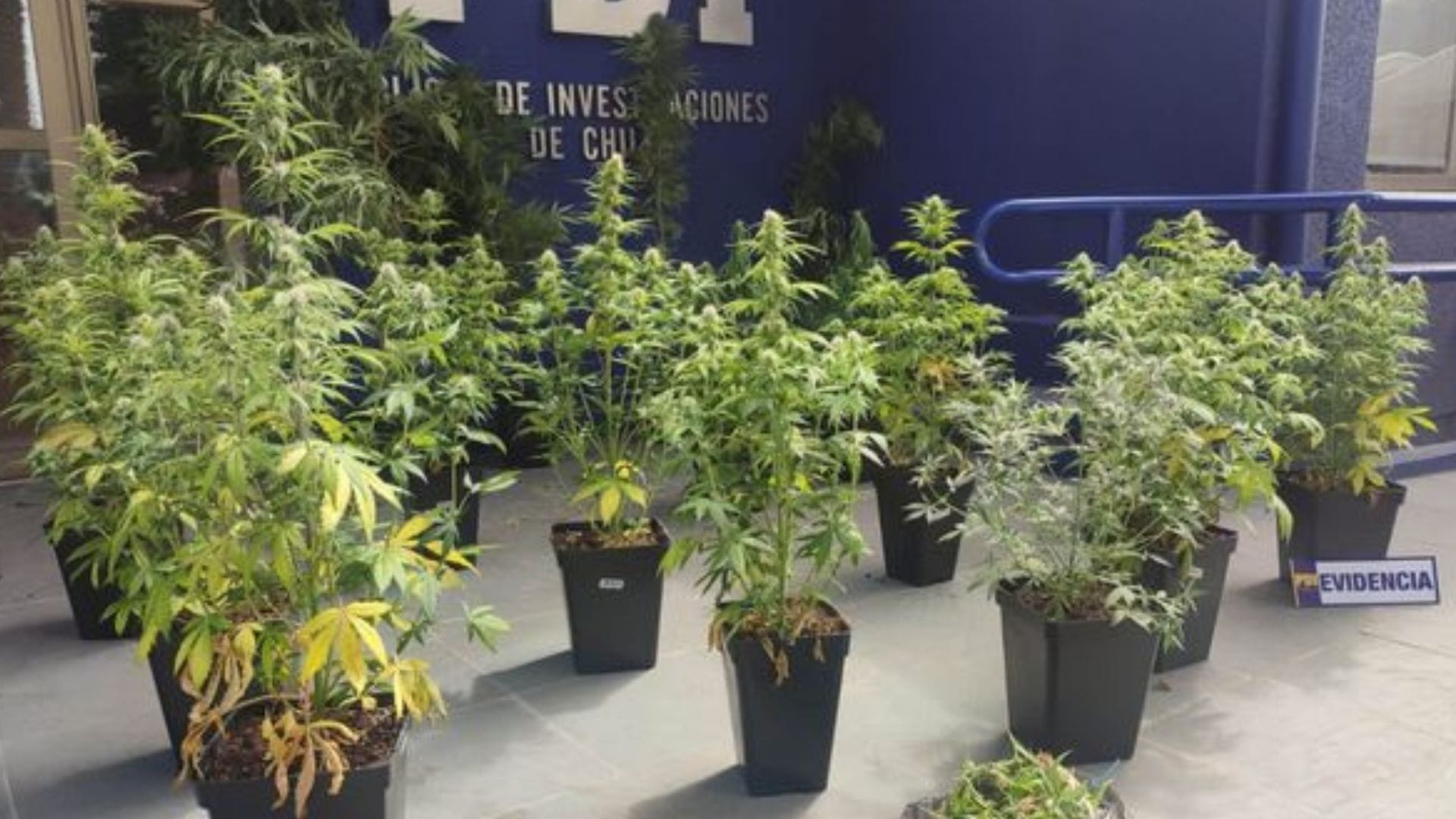 Encontraron una sofisticada plantación en el patio de la casa: Madre e hijo comercializaban droga en Chillán
