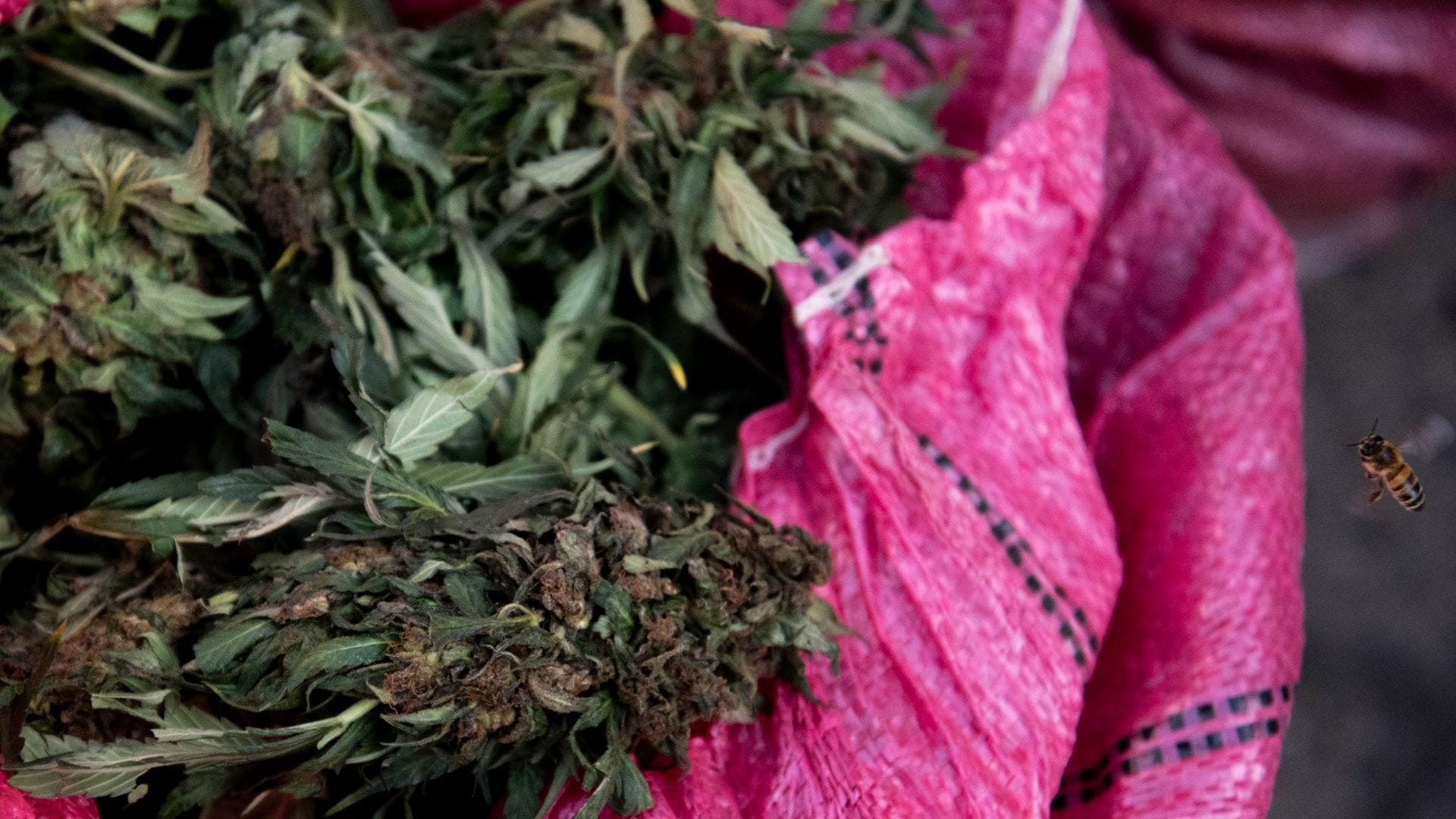 Botaron un saco lleno de plantas de marihuana tras chocar: Accidente en la Ruta 5 delató tráfico de drogas