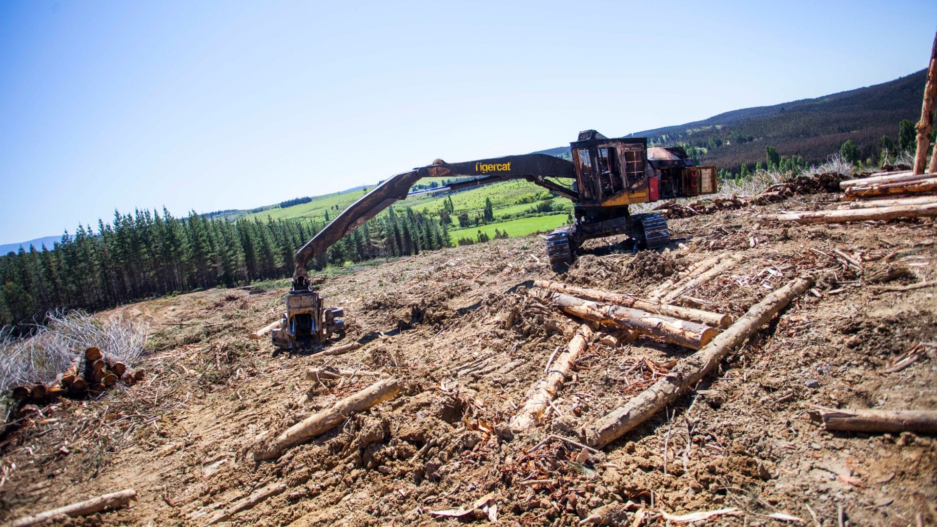 Capturado tras cobrar el dinero en el banco: Lonko habría exigido $18 millones para no quemar predio forestal en Lautaro