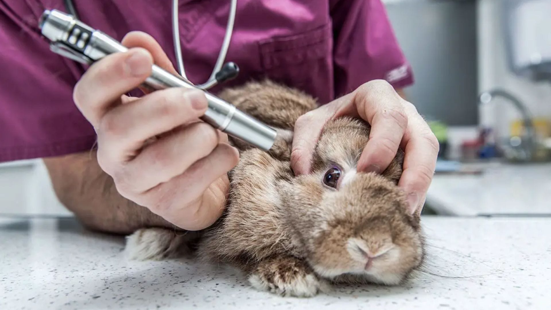 Brasil prohíbe que animales vertebrados sean usados para probar cosméticos