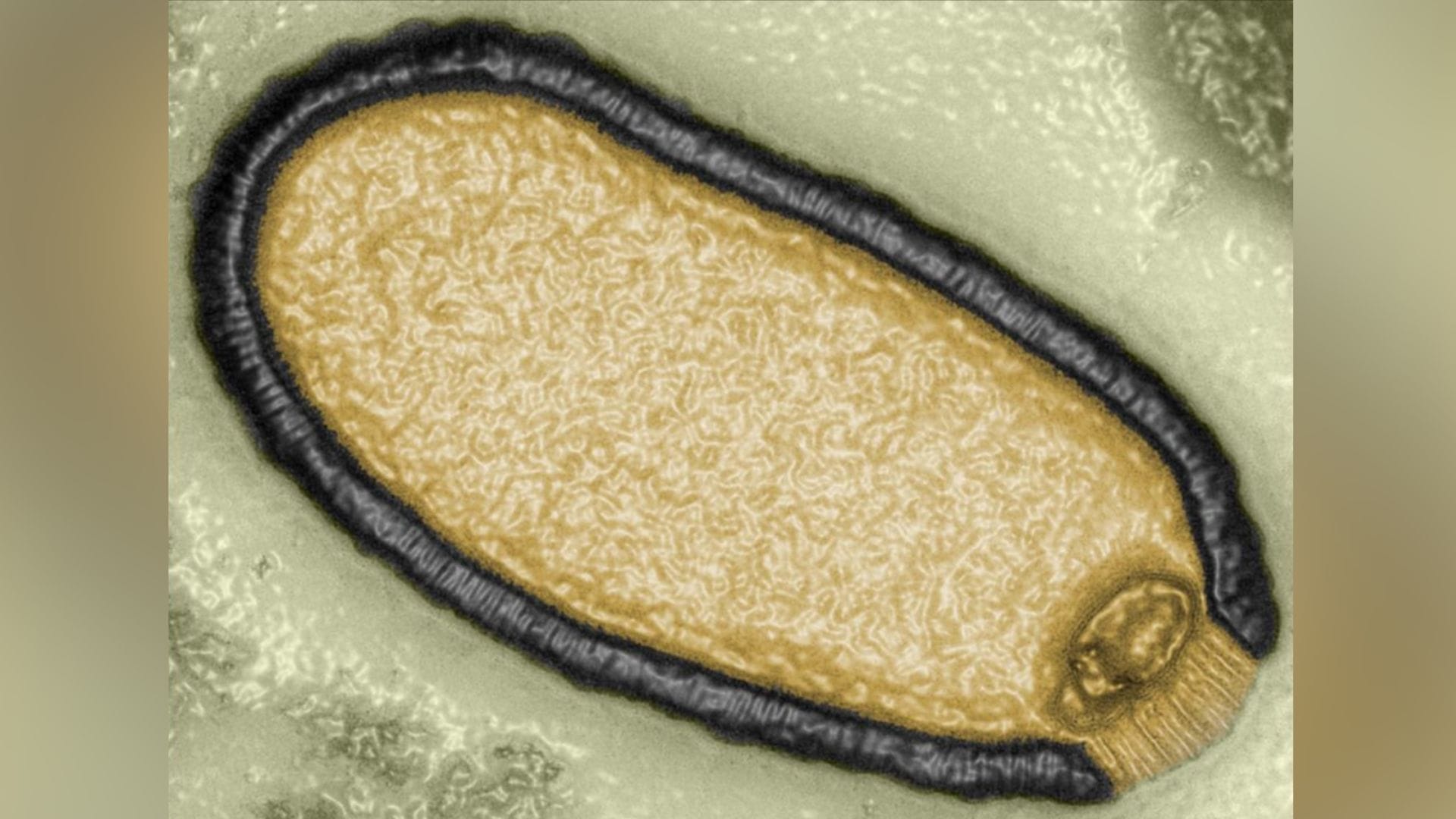 Científicos reviven “virus zombie” congelado durante 48.500 años: Qué peligro existe para los humanos