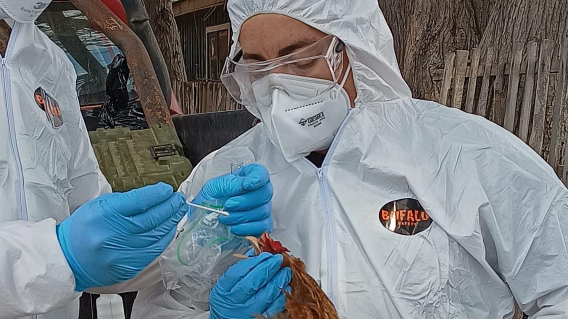 Detectan caso de influenza aviar en aves de traspatio en Chillán Viejo