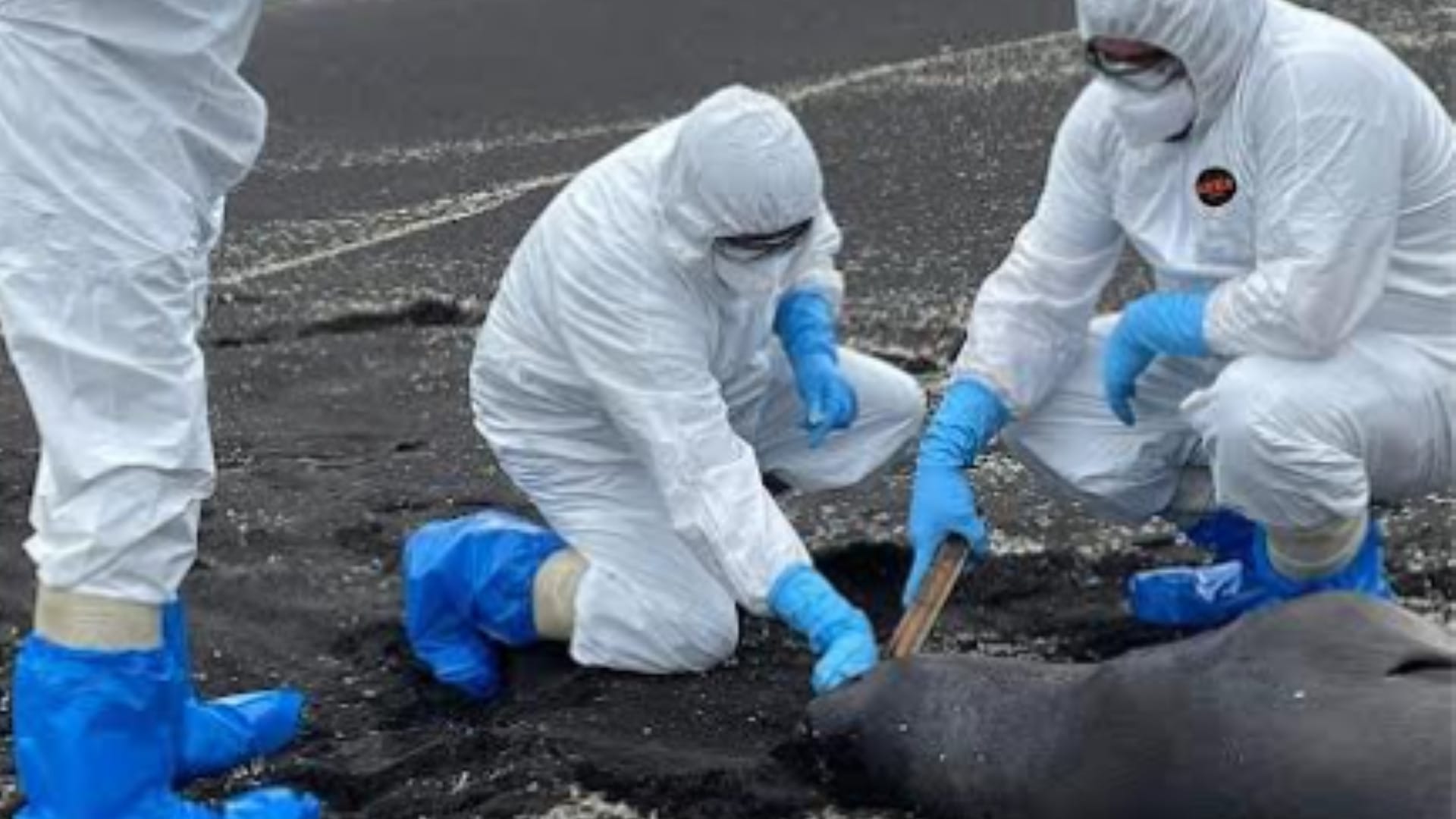 Coronel: Confirman primer caso de influenza aviar en un lobo marino comun