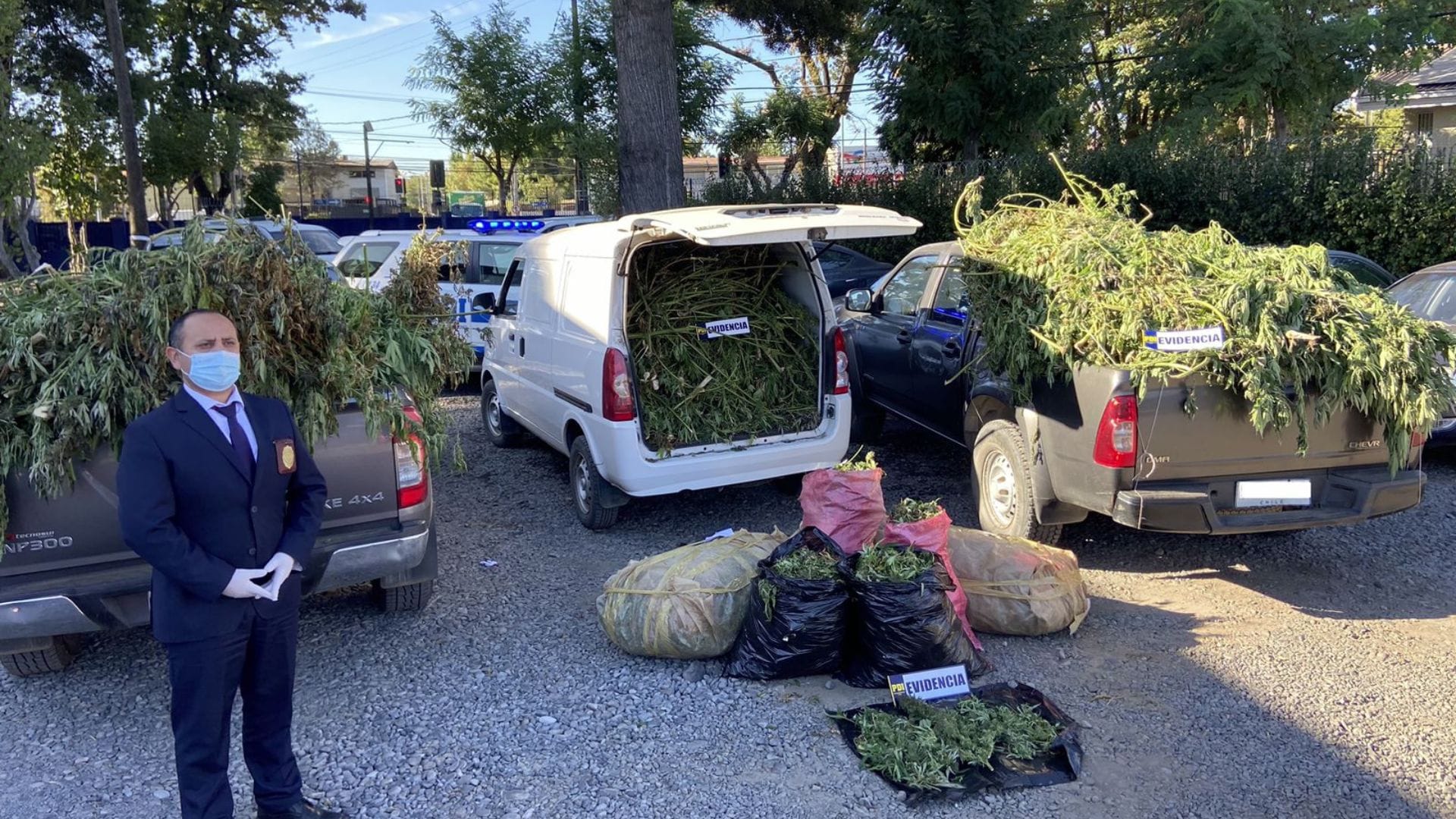 Hallan en predio rural de Yungay más de mil plantas de cannabis