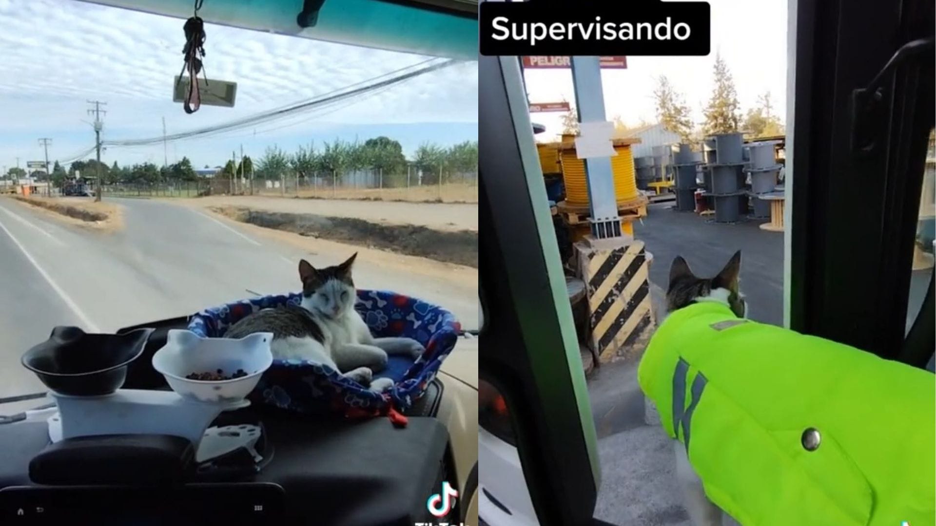 Camionero de Los Ángeles se viraliza por recorrer  Chile junto a su gata como “copiloto”