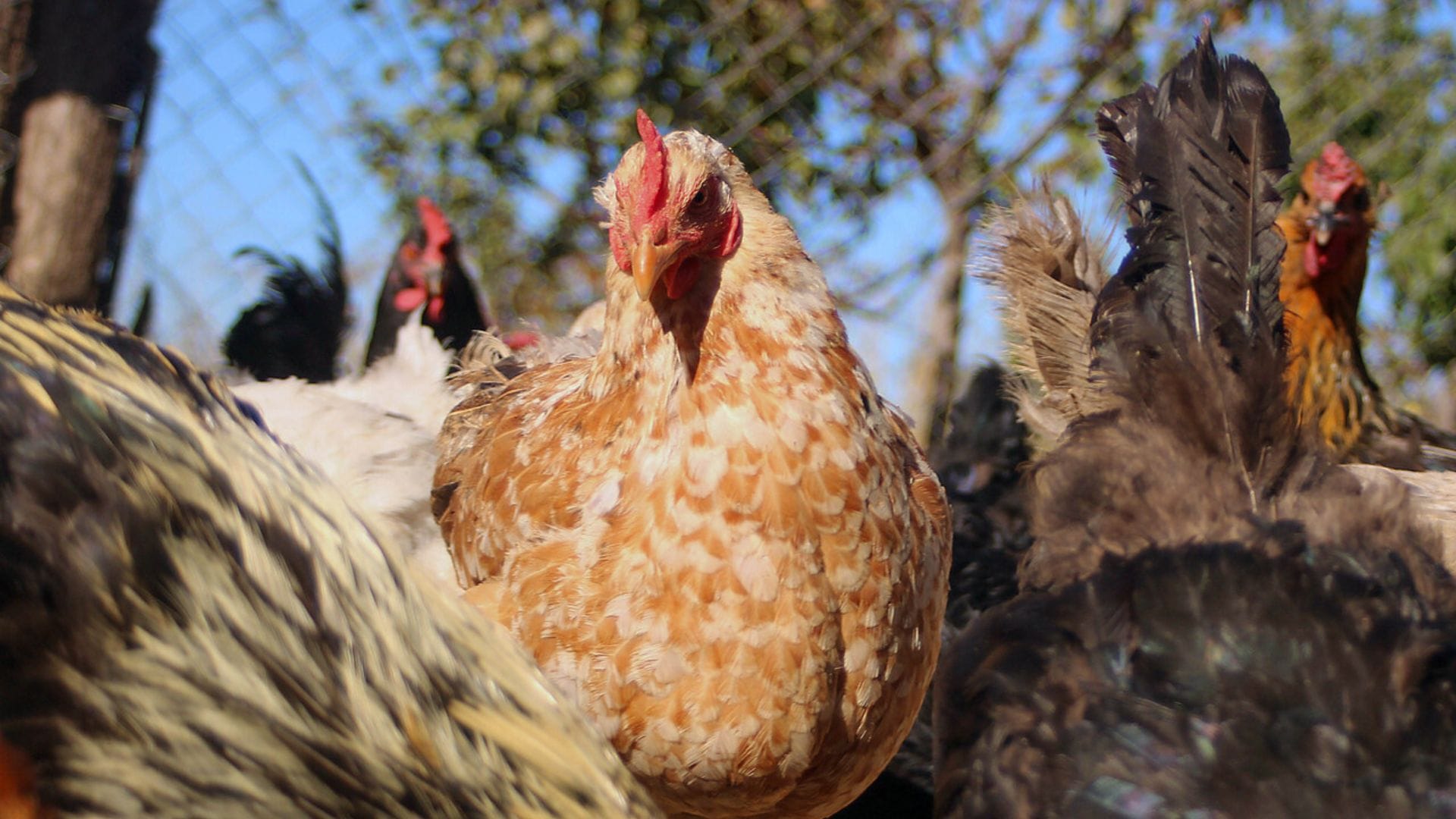 Sacrifican a 53 mil aves en fundo de Florida tras contagio de gripe aviar
