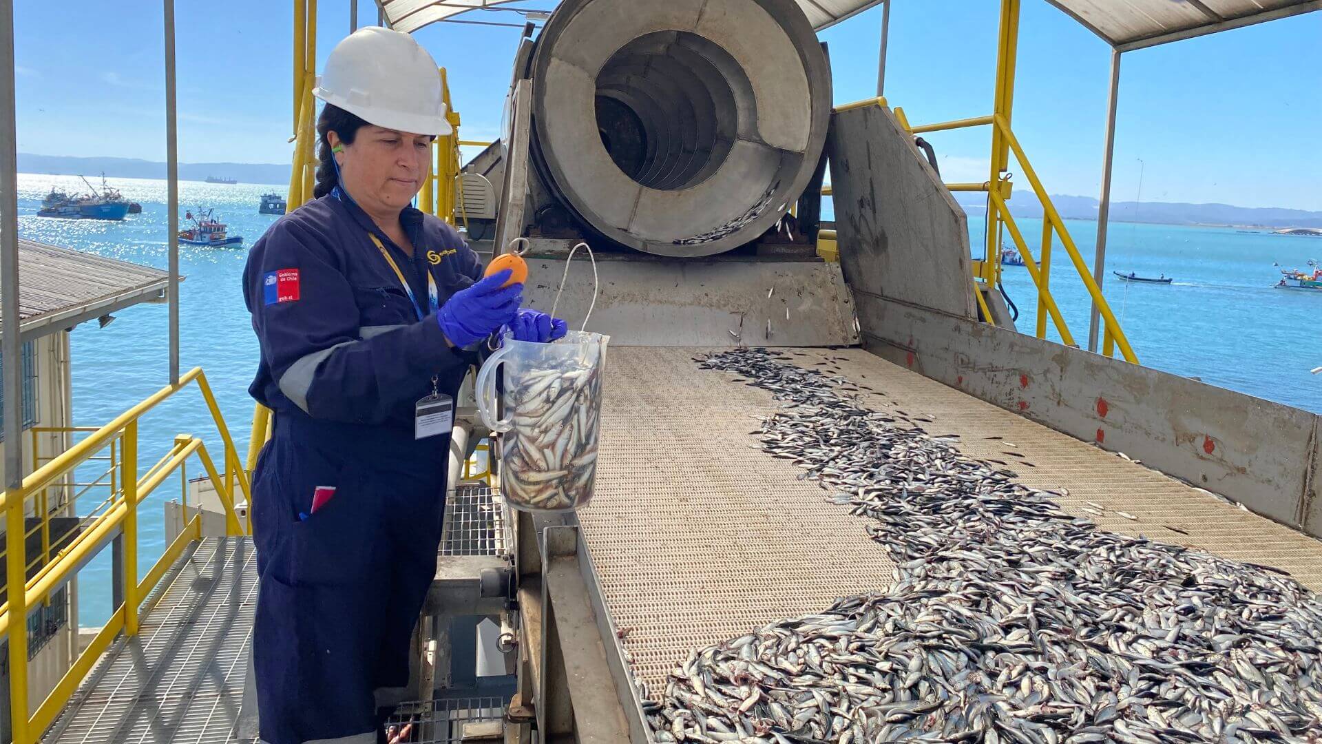 Más de 164 mil toneladas de sardina – anchoveta fueron capturadas en Biobío y Ñuble este 2023