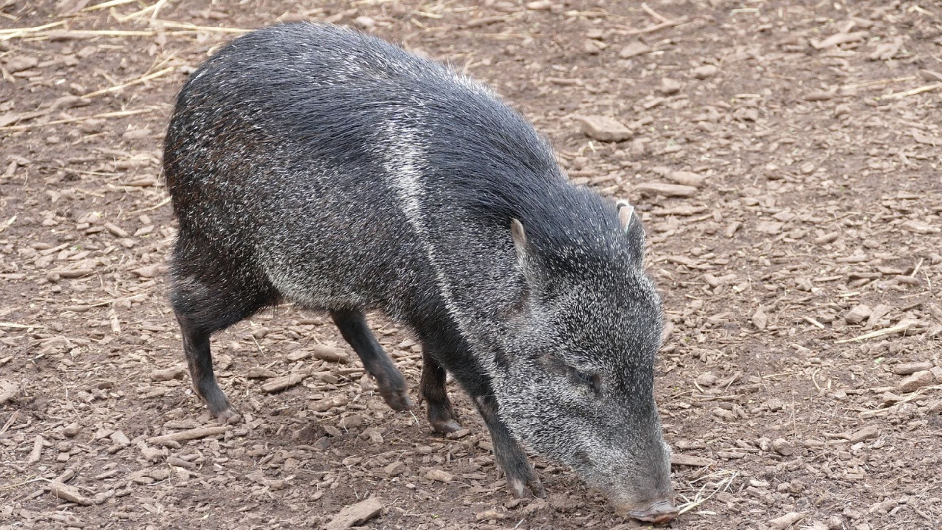 Hombre atacó con un ladrillo a jabalí para robárselo: Al animal se le halló agonizando