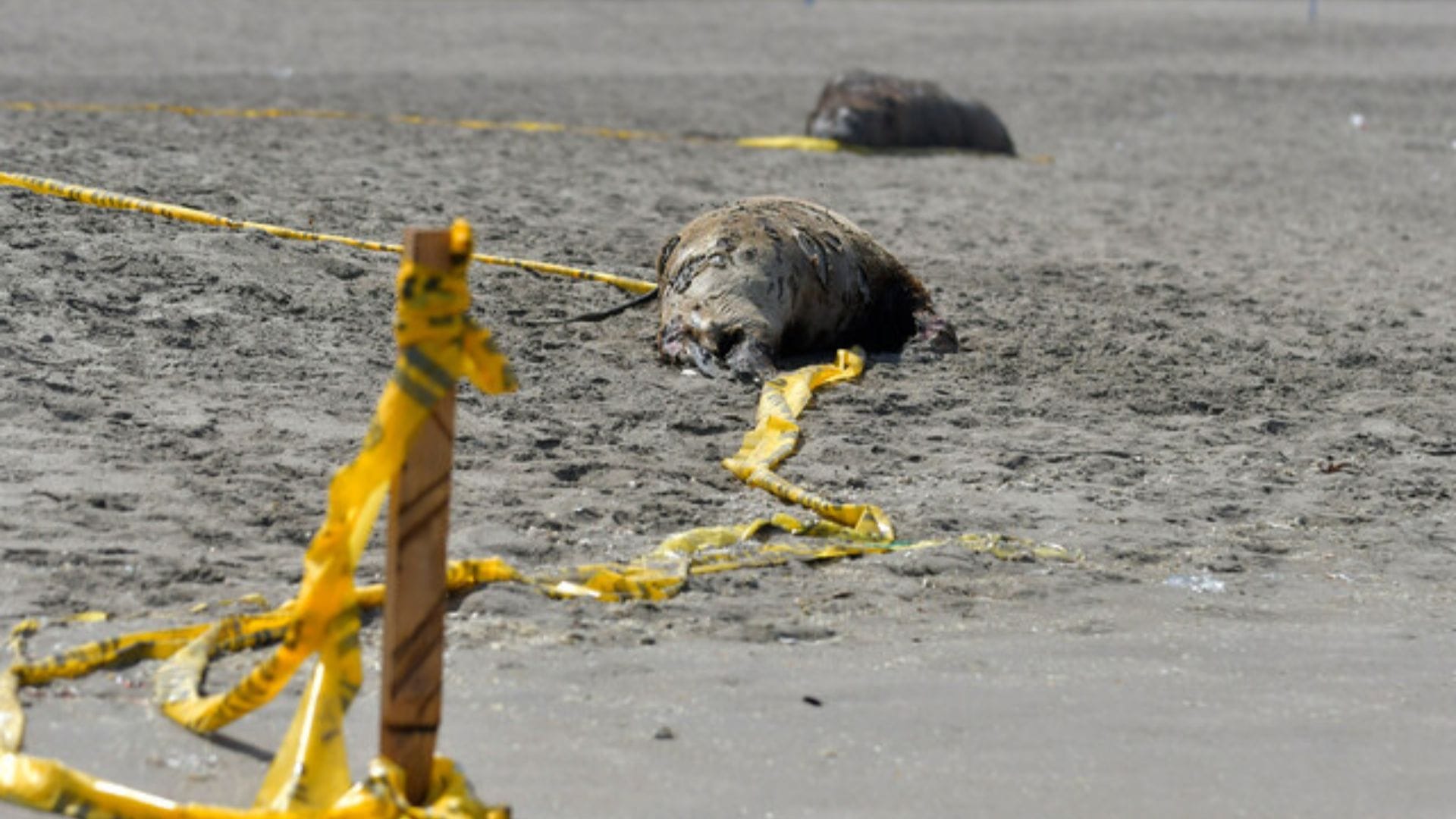 Gripe Aviar: Alerta por centenares de lobos muertos en al menos 4 comunas del Biobío