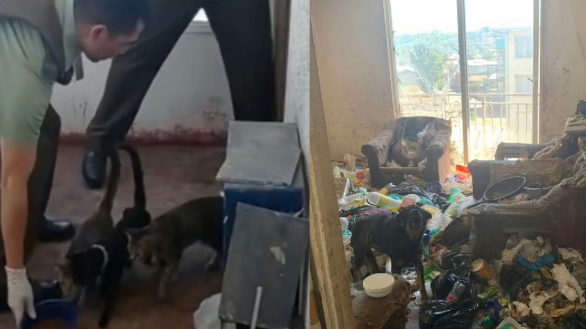 Encuentran perritos y gatos abandonados en un departamento lleno de basura en Talcahuano