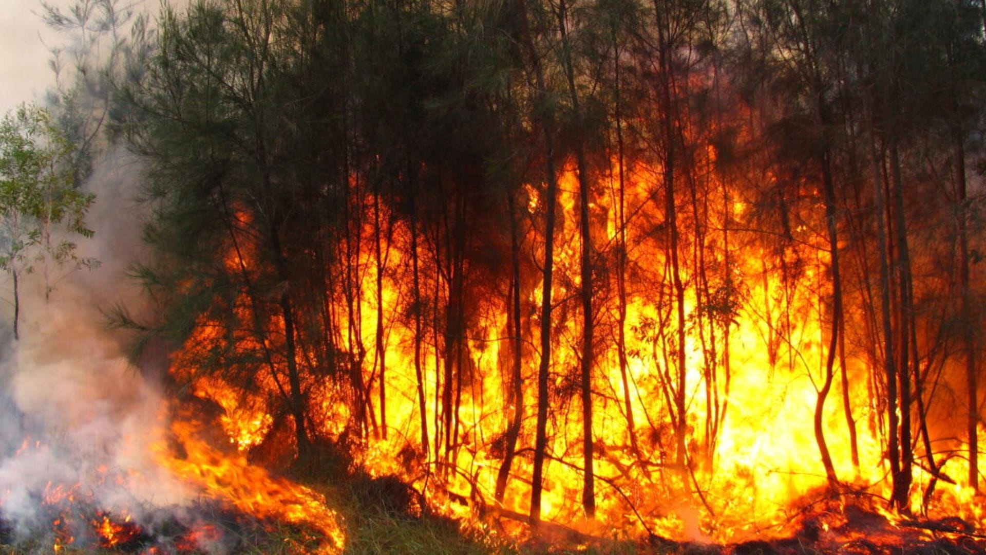 Corma advierte posible déficit de madera para el próximo año debido a Incendios Forestales