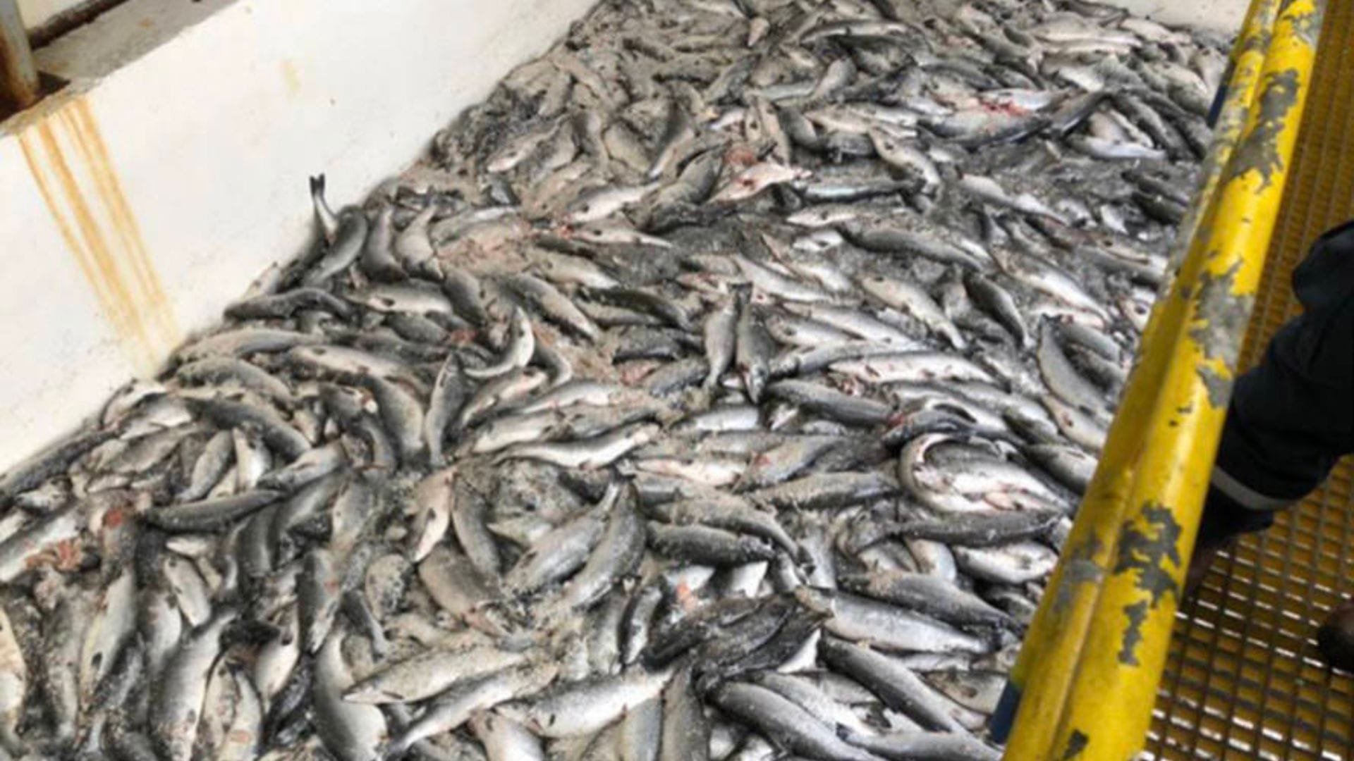 Talcahuano volvió a tener episodios de malos olores, ¿responsabilidad compartida?