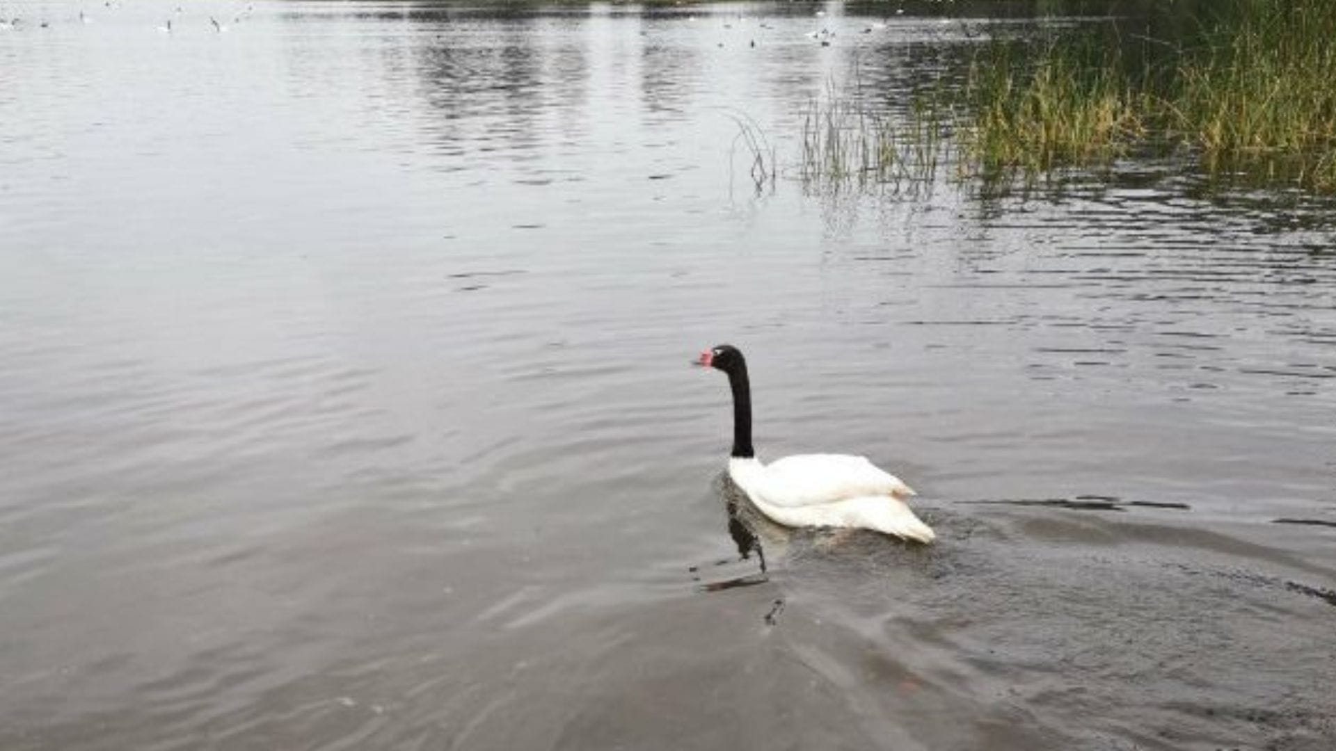 Detectan dramática baja en número de cisnes de cuello negro en Laguna Grande de San Pedro de la Paz
