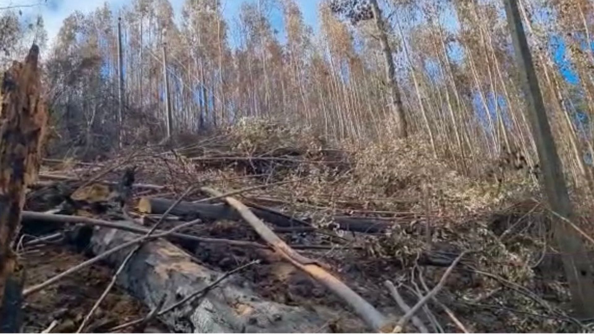 Vecinos de Llico en alerta por reinstalación de postes de electricidad en el cerro, temen nuevos incendios