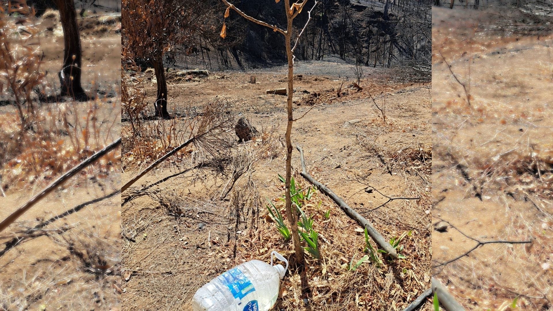 45 días sin luz tras incendios forestales: Agricultores de Ñuble siguen sufriendo consecuencias