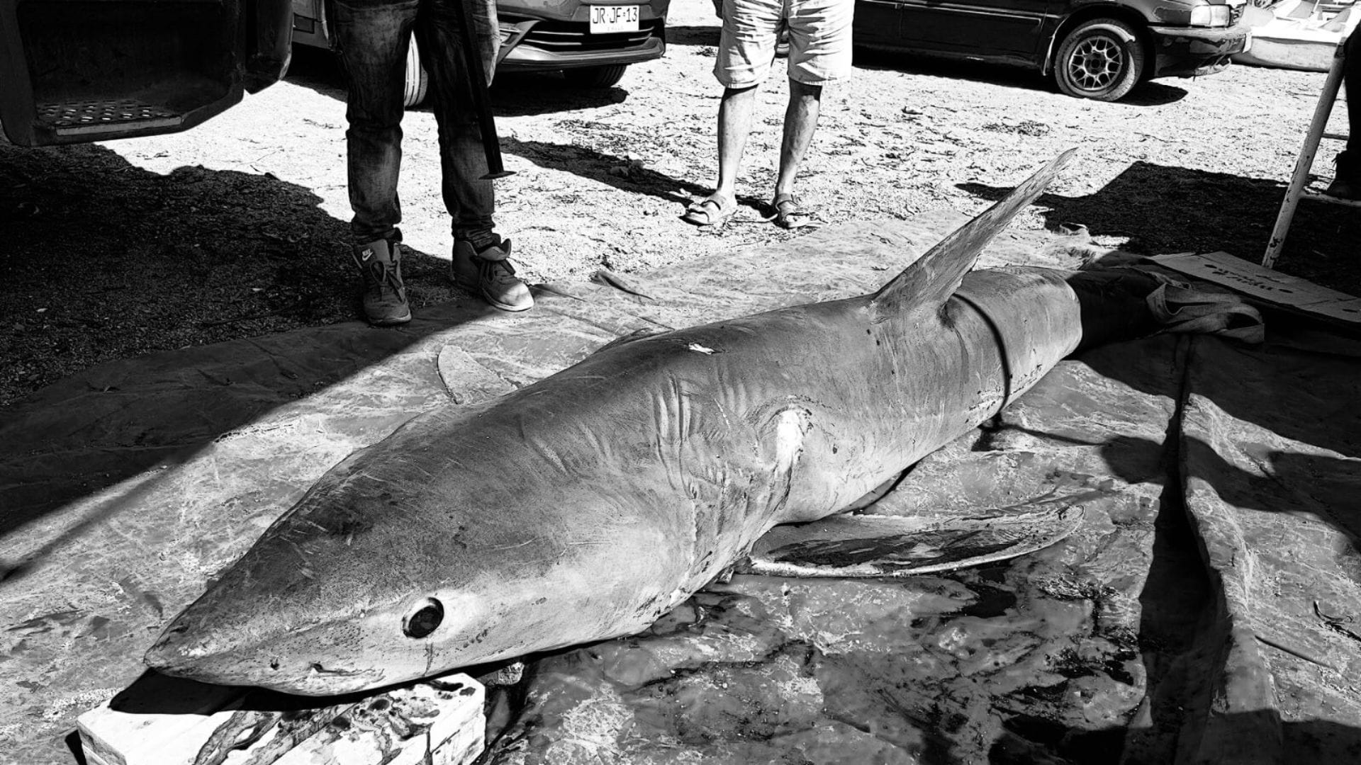 Tiburón de más de tres metros varó en las costas de Tocopilla: Pesaba 243 kilos