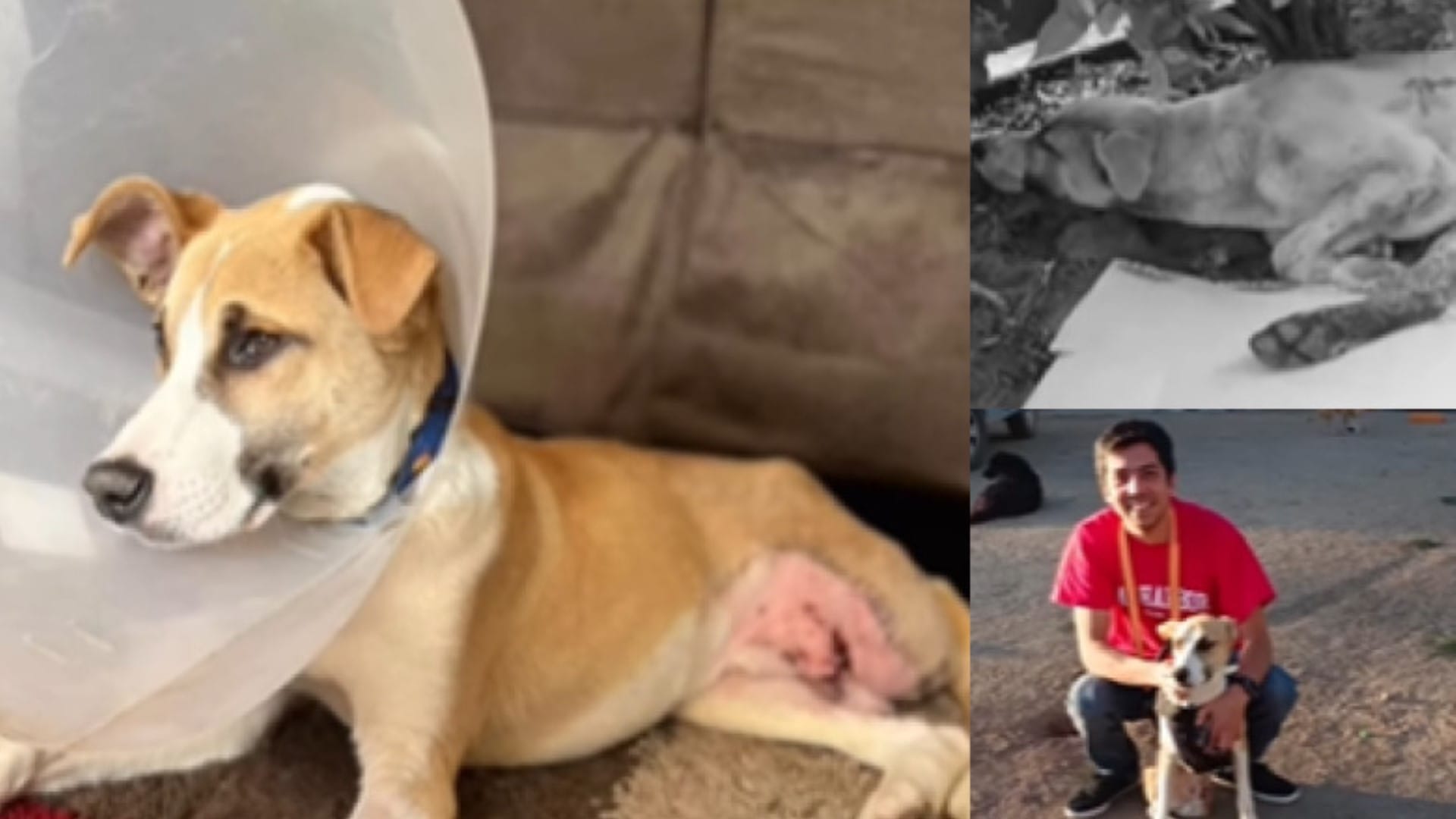 Salvan perrito arrollado por tren en Hualpén y le hallan familia: ‘El verdadero amor todo lo puede’
