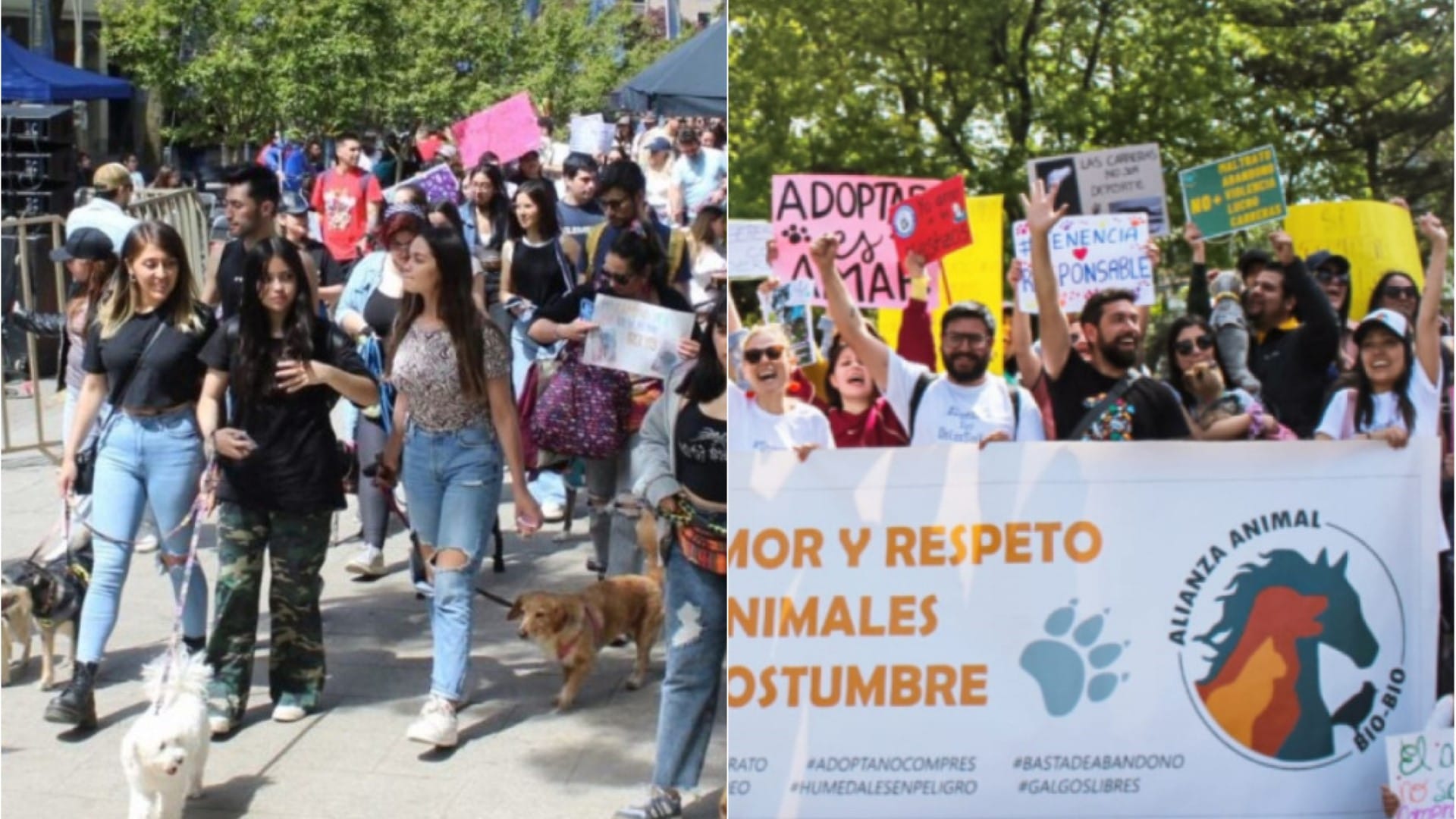 Penquistas se suman a marcha nacional contra el maltrato animal: A las 18.00 horas en Tribunales
