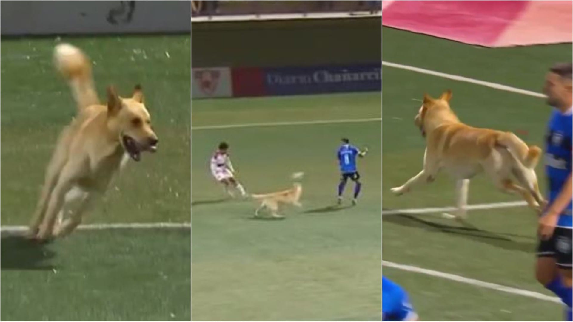 “Notable marca”: Perrito saca carcajadas siendo un “defensor acerero” en partido de Huachipato