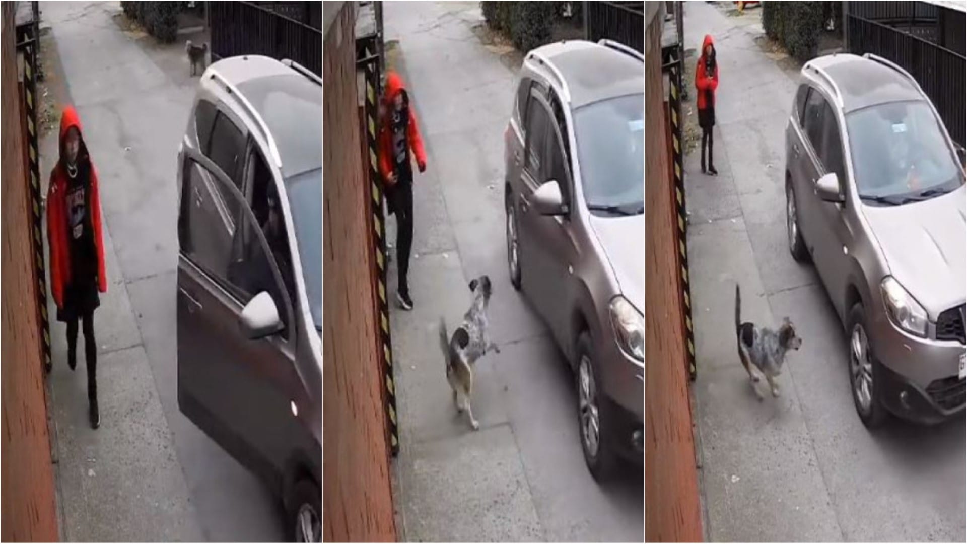 Liceana sufre intento de asalto pero “héroe” de 4 patas la defendió: “Perrito fue su ángel salvador”